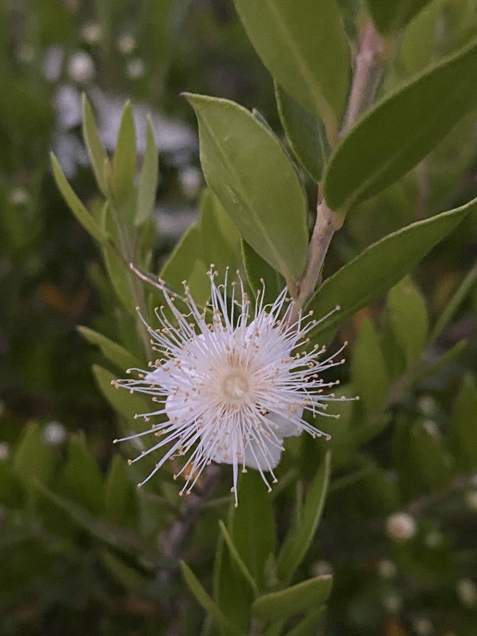 Myrtle Herb, Arrayn variety, Natusfera species, Floral allure, 1540x2050 HD Phone