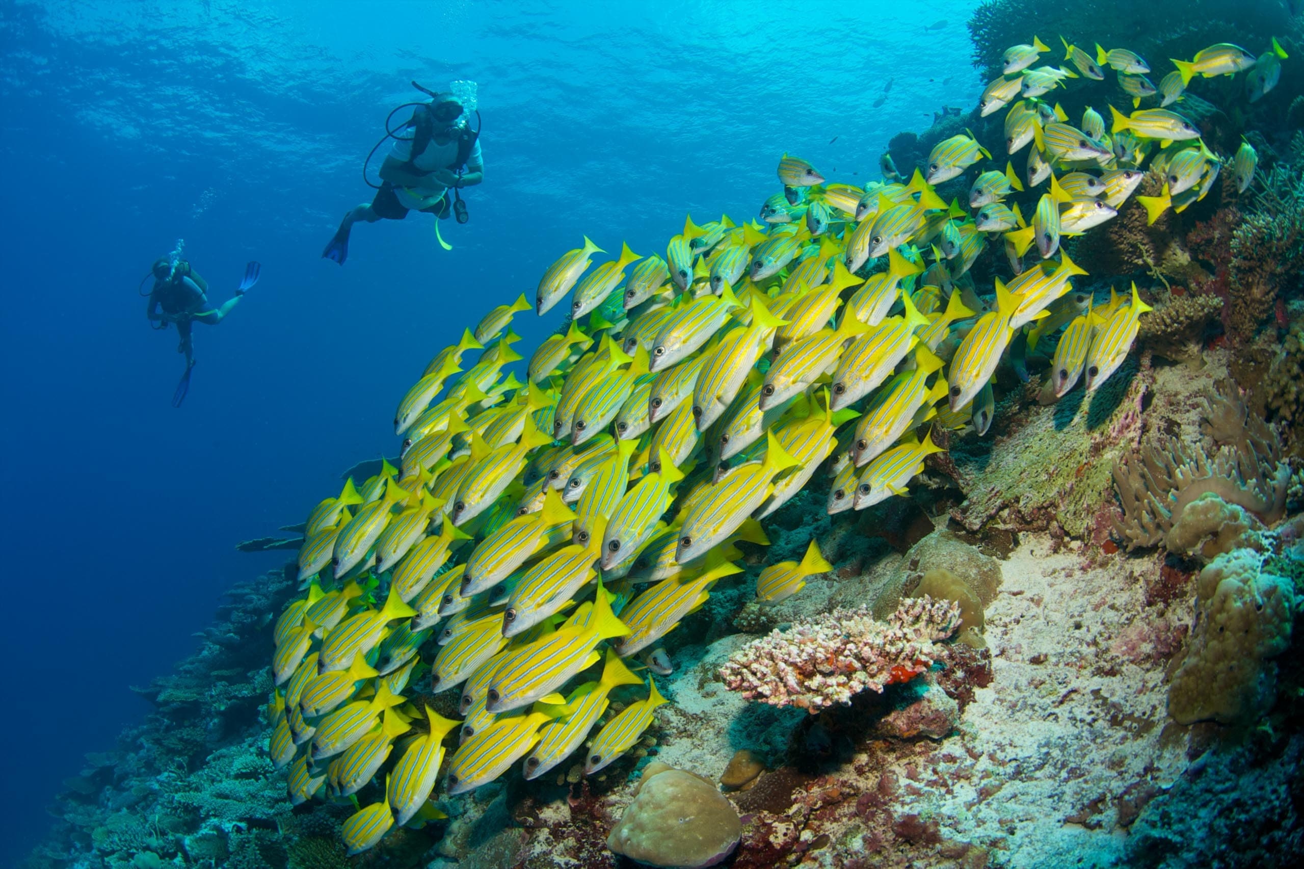 Laamu Atoll, Scuba diving, Maldives, Six Senses, 2560x1710 HD Desktop