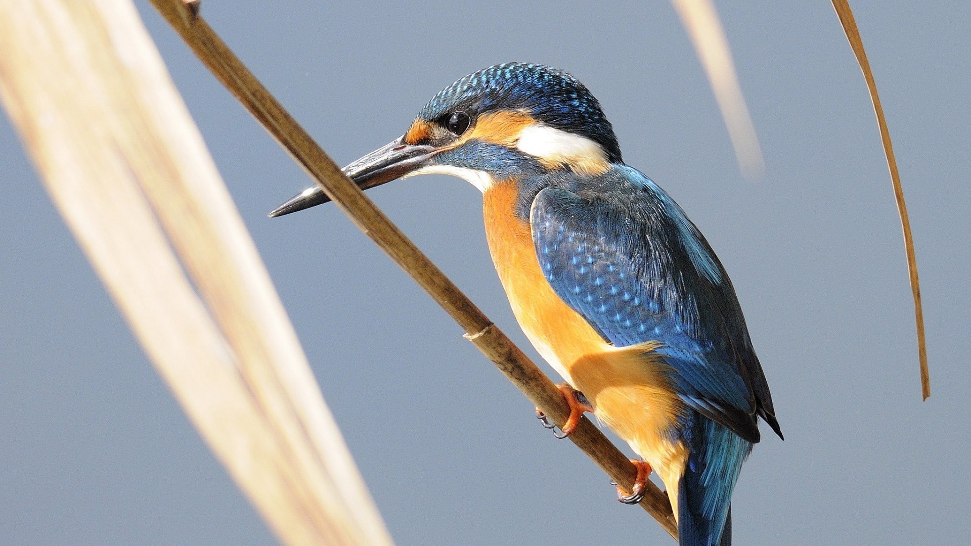 Kingfisher, Bird species, Beautiful aquatic creature, Distinctive beak, 1920x1080 Full HD Desktop