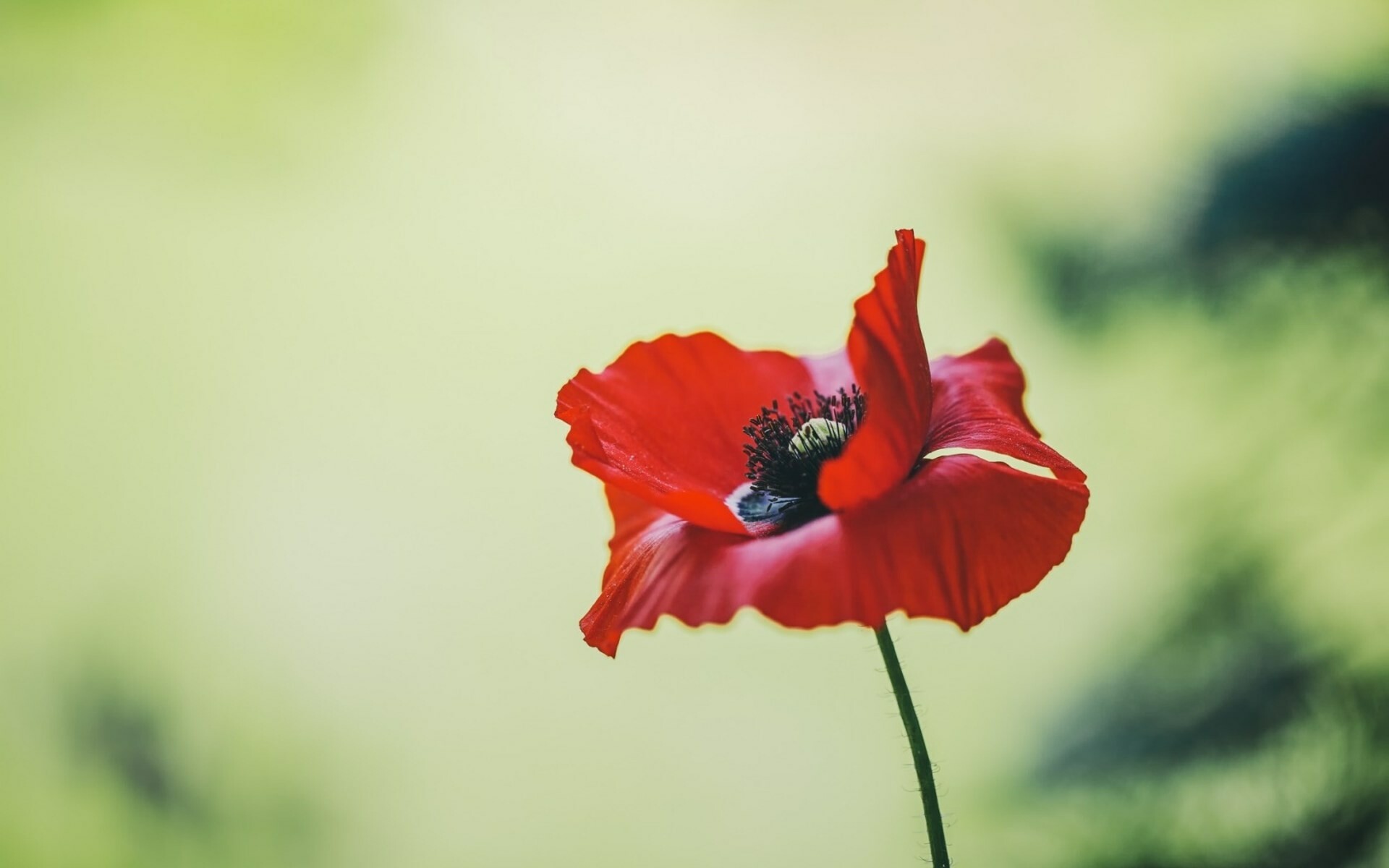 Poppy Flower: One of the most symbolic and widely used flowers in the entire world, Papaver. 1920x1200 HD Background.