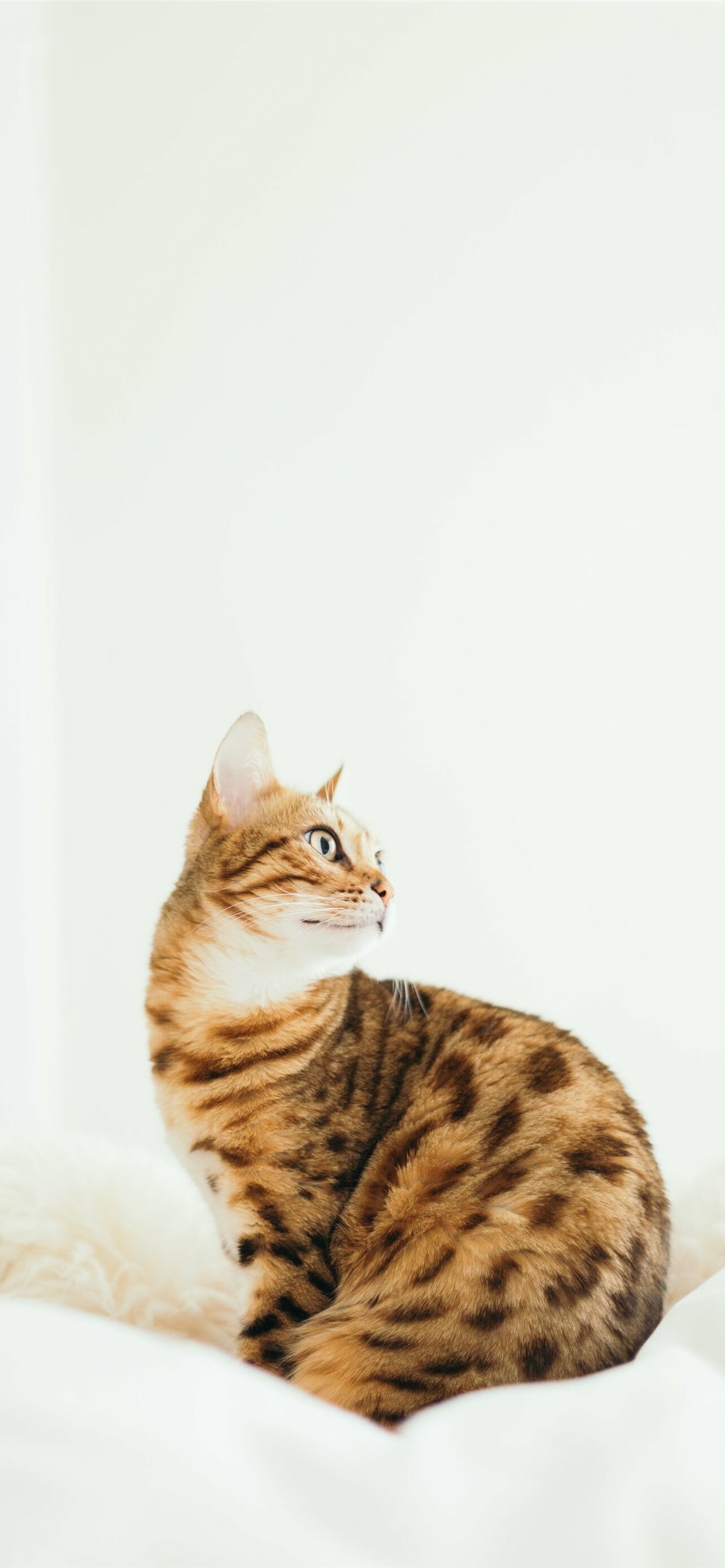 Bengal Cat: Bengals are long and lean, Terrestrial animal. 1290x2780 HD Background.