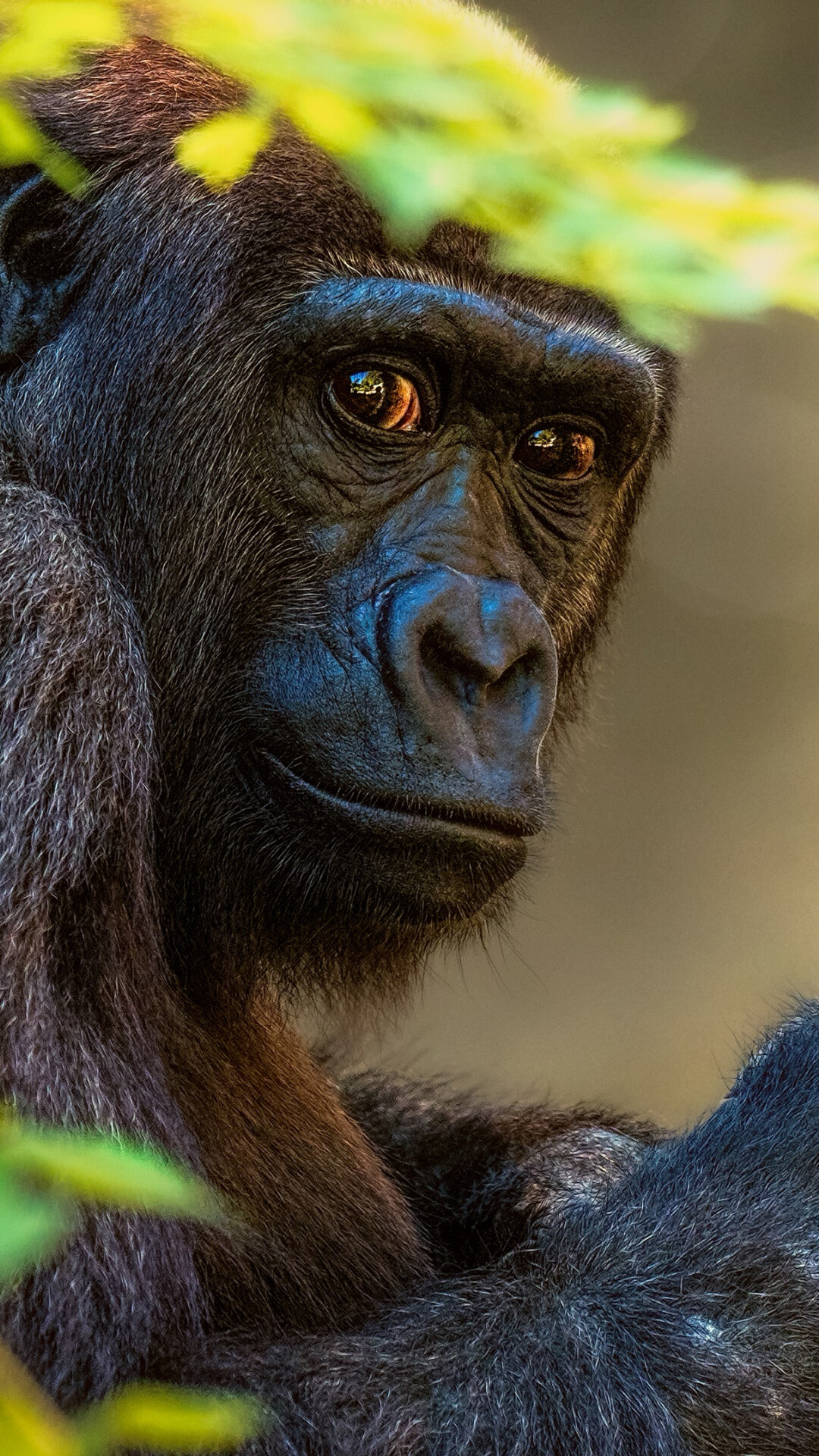 Ape: Gorillas are considered highly intelligent, Primate. 1080x1920 Full HD Background.