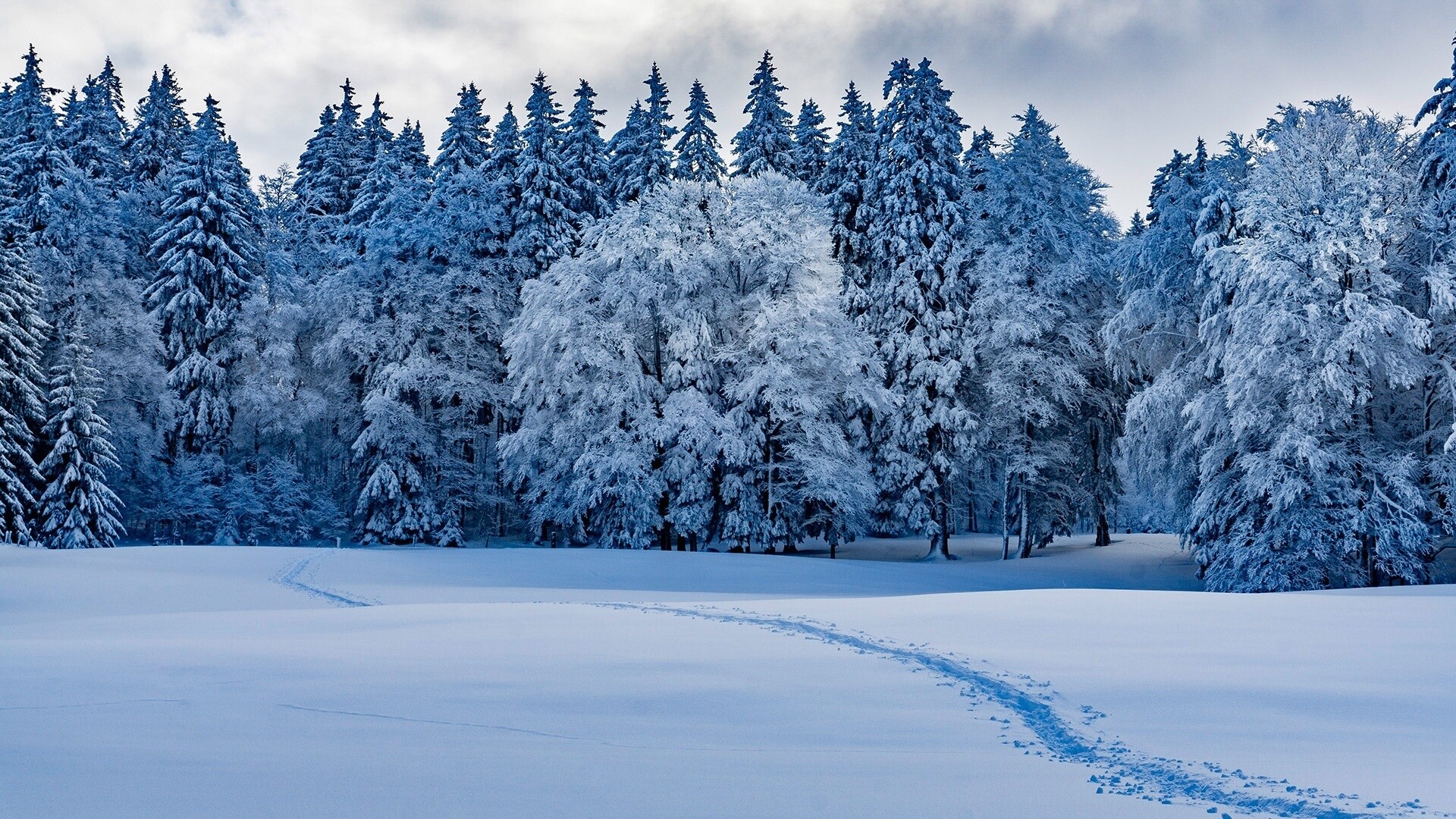 Snow forest wallpapers, Winter beauty, Serene landscape, Snow-covered trees, 1920x1080 Full HD Desktop
