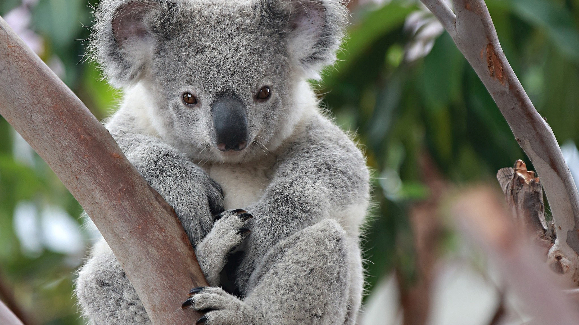 Koala, Animals, Cute, Australia, 1920x1080 Full HD Desktop
