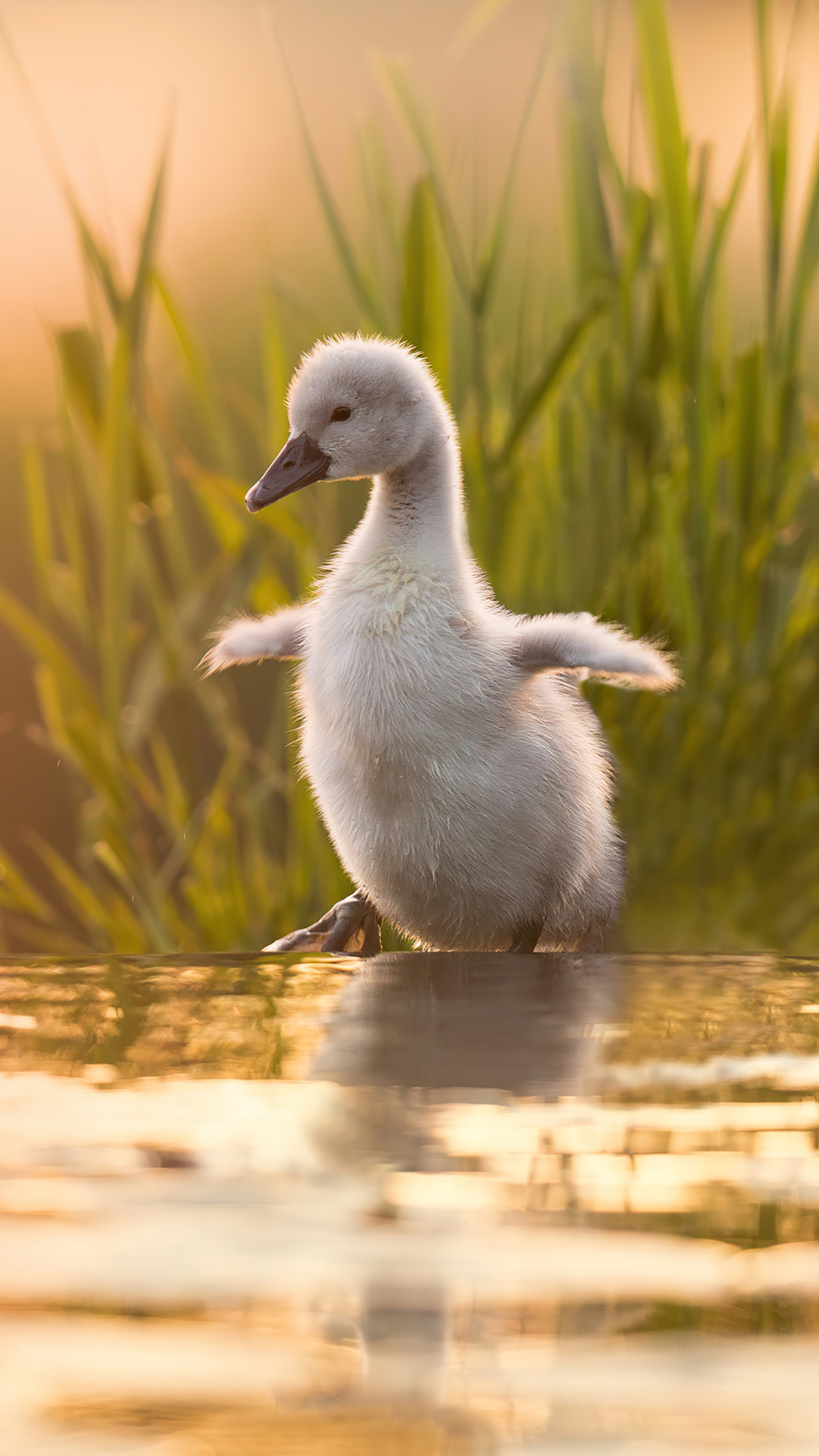 Baby Swan, Xperia wallpapers, HD visuals, 4K clarity, 2160x3840 4K Phone
