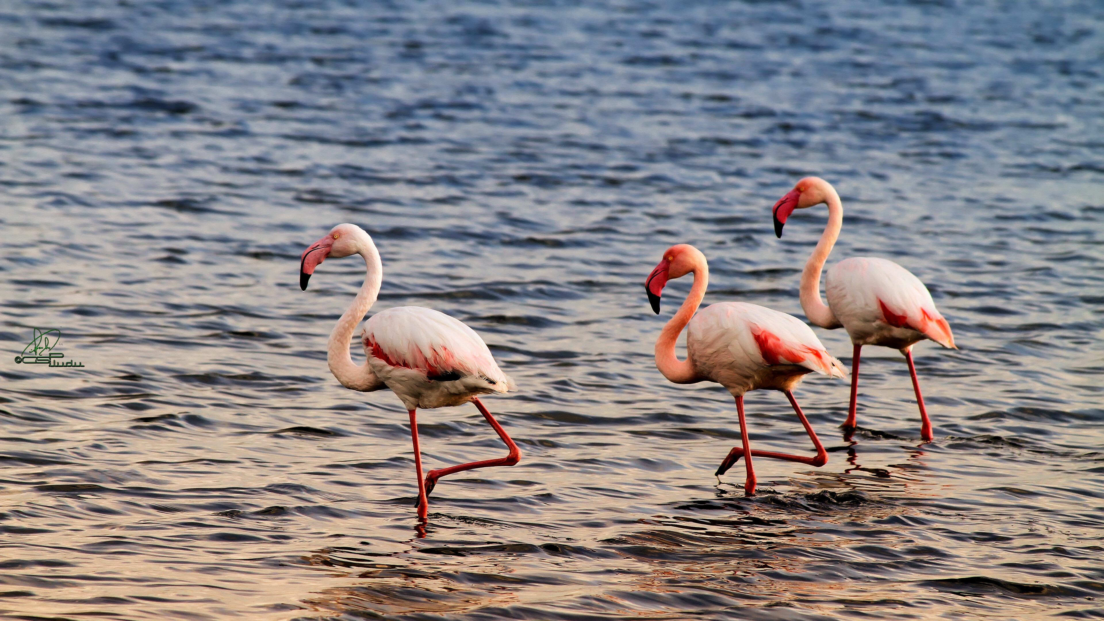 Flamingo: Large birds with long necks, sticklike legs and pink or reddish feathers. 3840x2160 4K Wallpaper.