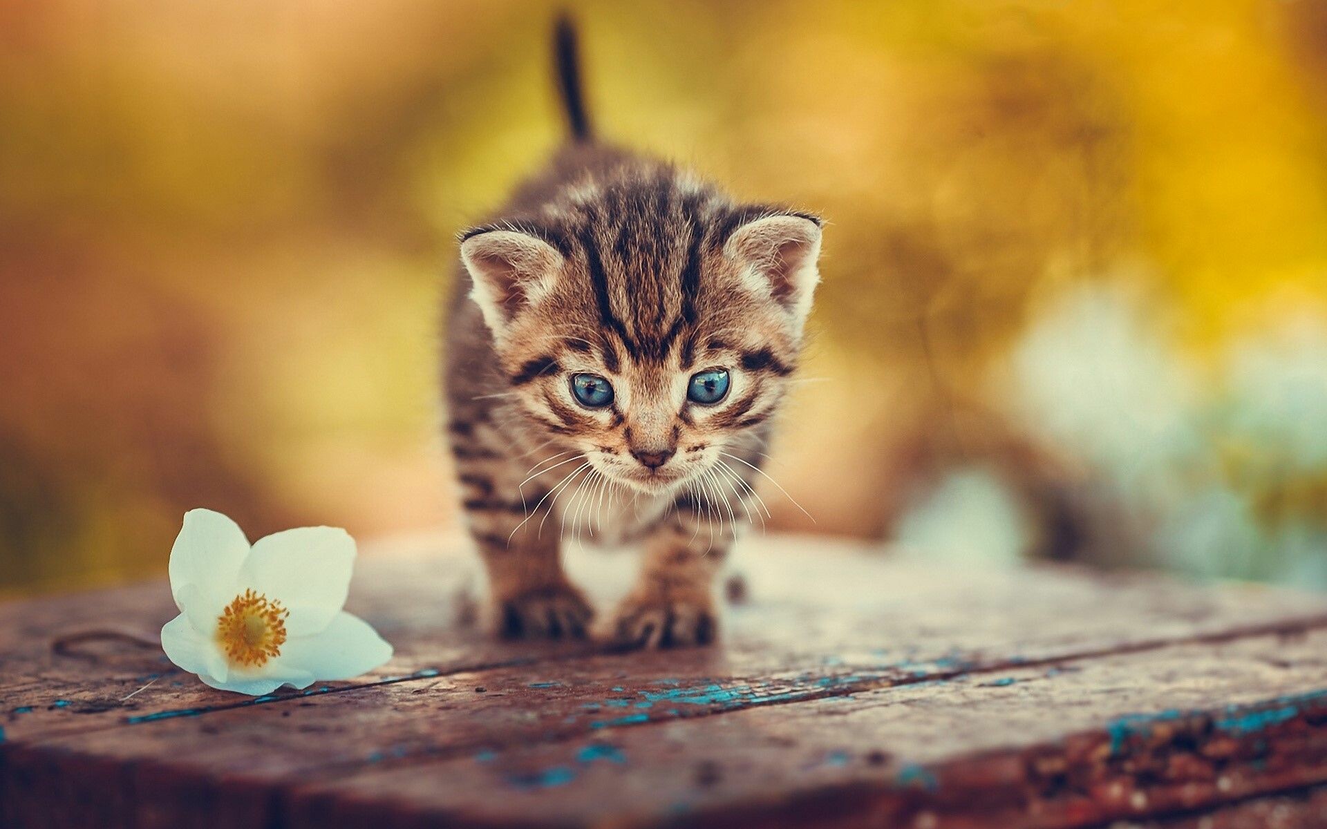 Kitten: A furry animal that has a long tail and sharp claws. 1920x1200 HD Wallpaper.