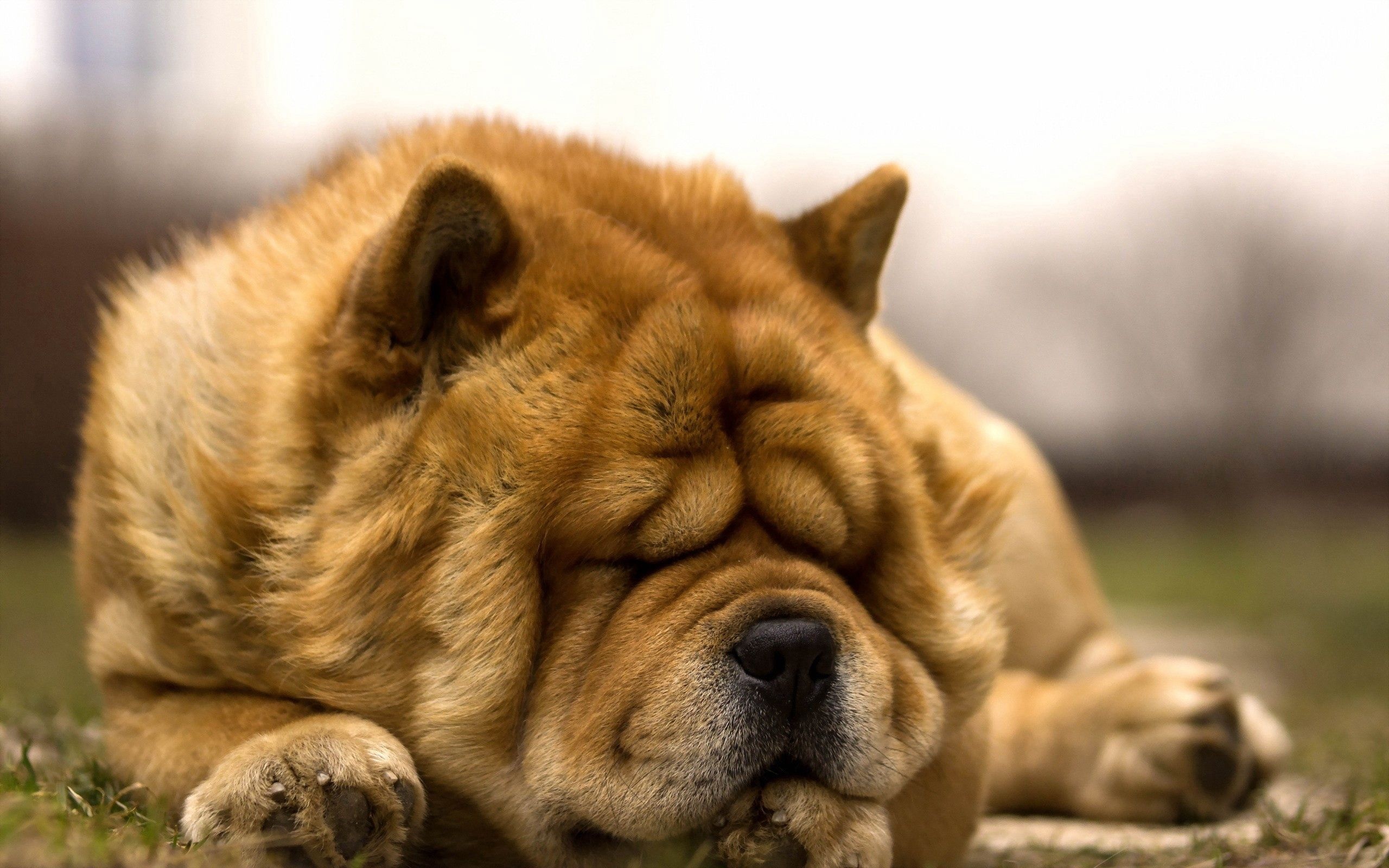 Chow Chow, Visual display, Captivating images, Beautiful dogs, 2560x1600 HD Desktop