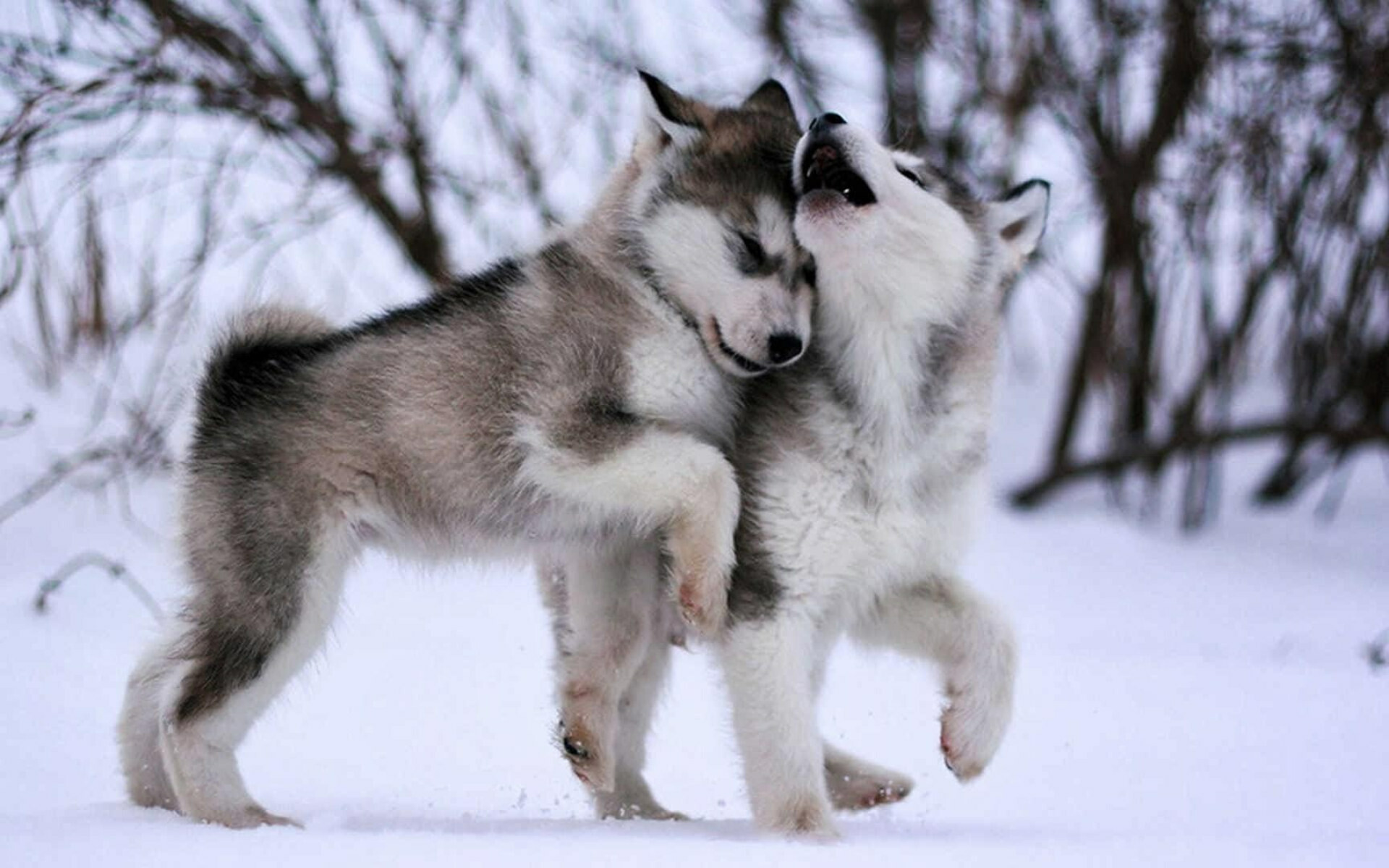 Dog: Alaskan Malamute, Originally bred for its strength and endurance. 1920x1200 HD Wallpaper.
