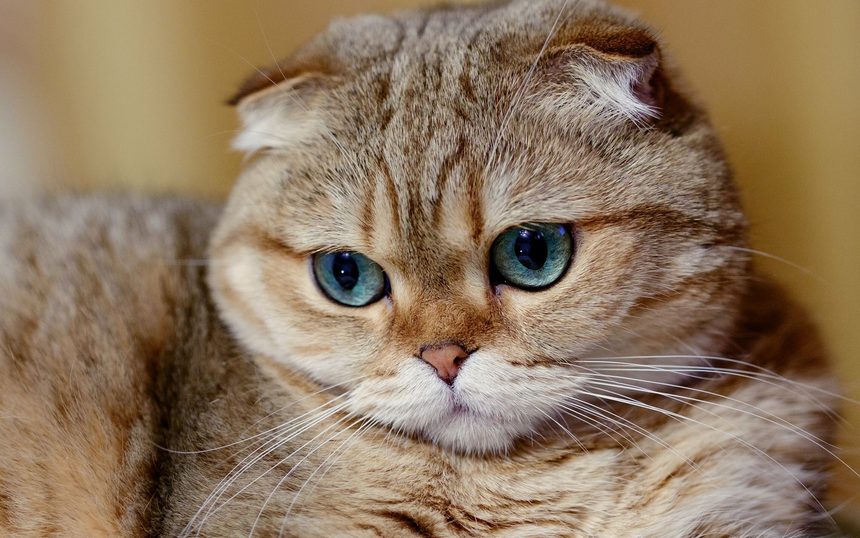 Scottish Fold: A medium to the large-sized cat, which can come in any color, even calico. 2880x1800 HD Wallpaper.