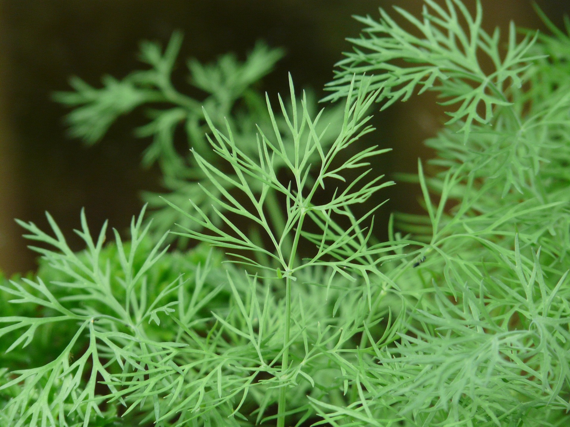 Online dill herb shopping, Convenient availability, Fresh culinary addition, Flavoursome delight, 1920x1440 HD Desktop