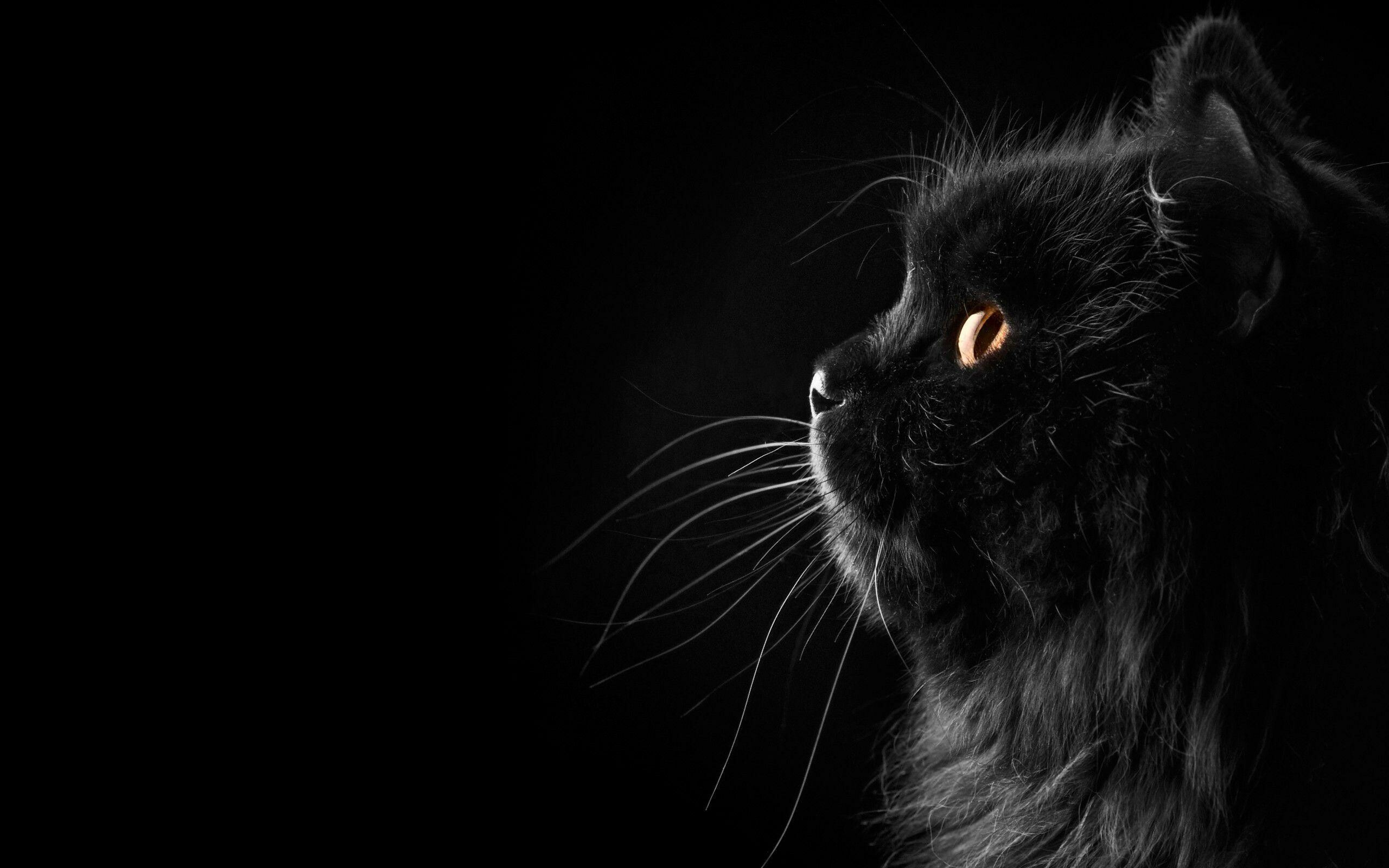 Black cat, Elegant and sleek, Dark and mysterious, Stunning eyes, 2560x1600 HD Desktop