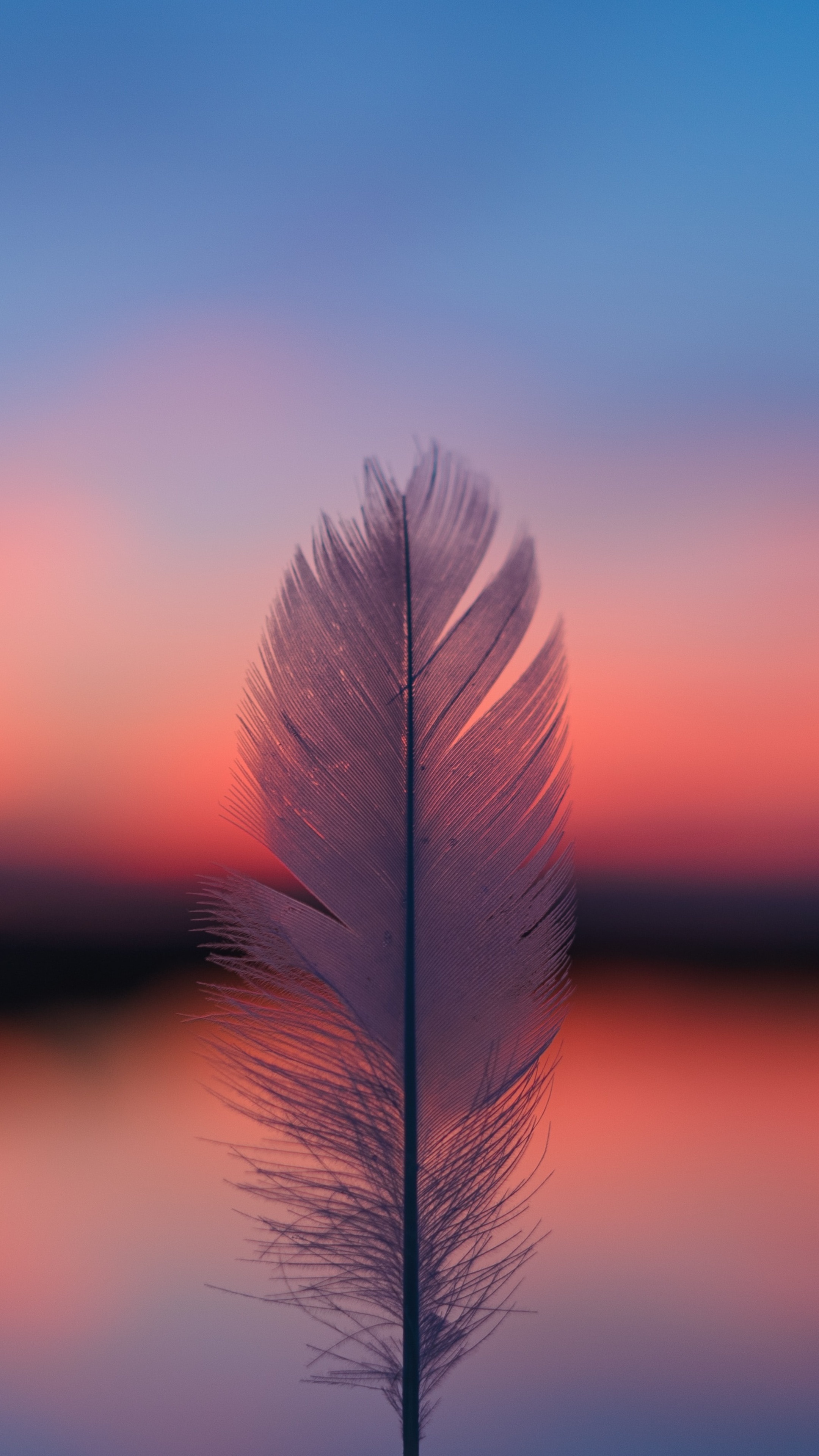 Feather: Blur, Sunset, Plume. 2160x3840 4K Background.