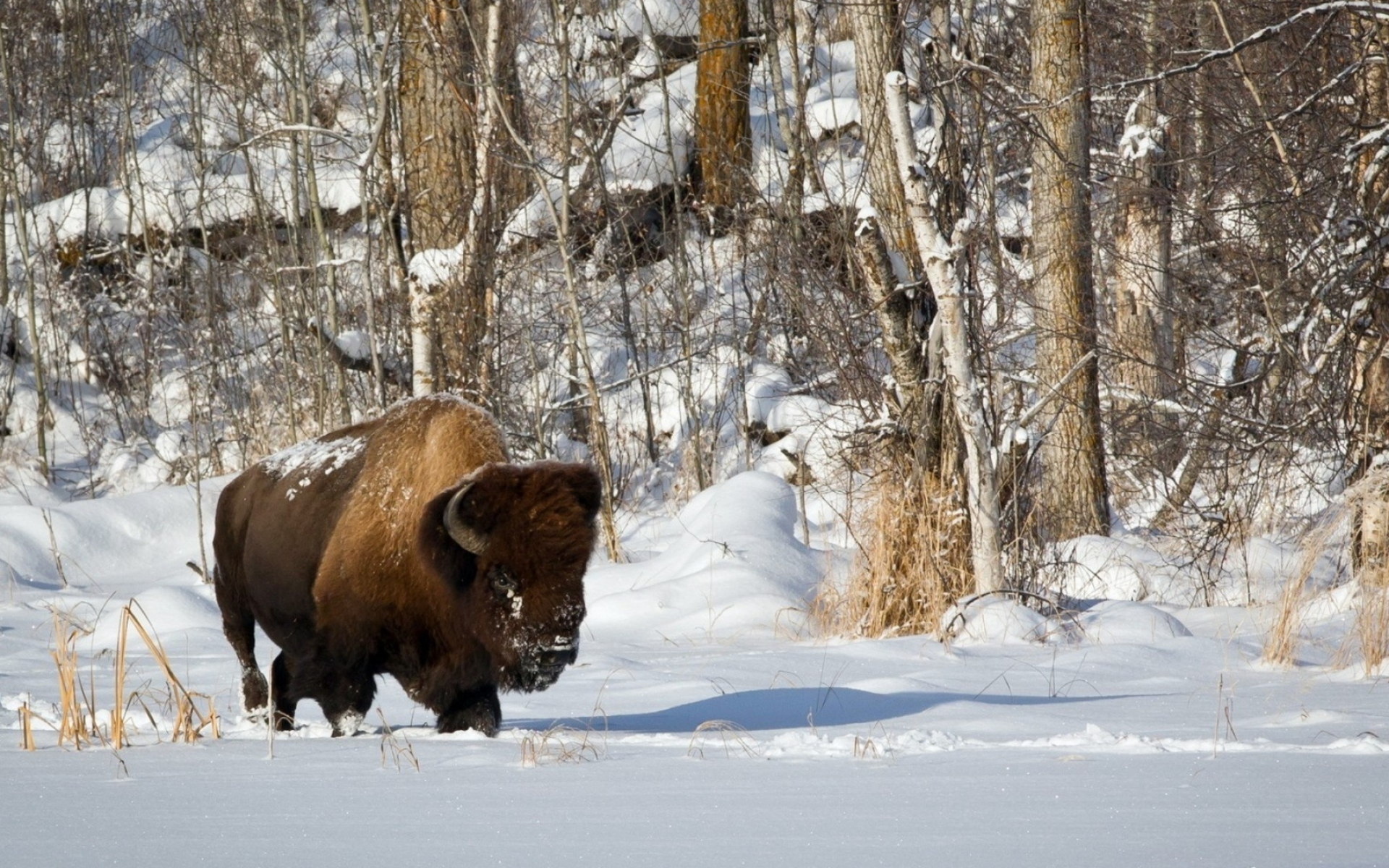 Winter wonderland with bison, Snowy landscapes, Wildlife tees, Forest hideaway, 1920x1200 HD Desktop