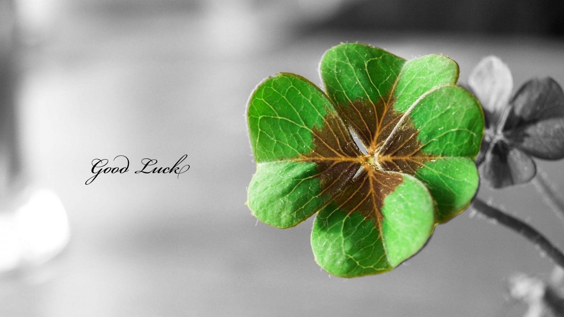 Good Luck: An extra leaf of a three-leaf clover, Symbol of a success. 1920x1080 Full HD Wallpaper.