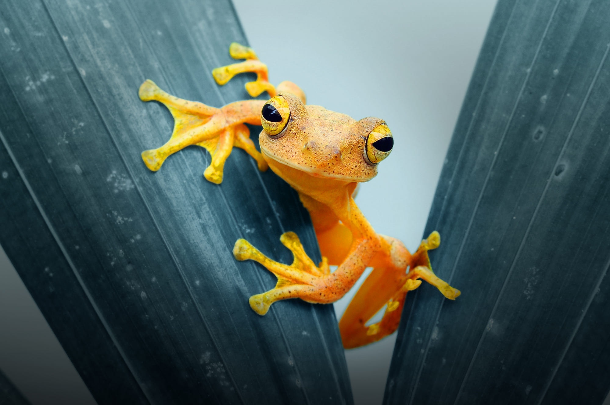 400 frog wallpapers, Frog species, Wallpaper collection, Animal photography, 2000x1330 HD Desktop