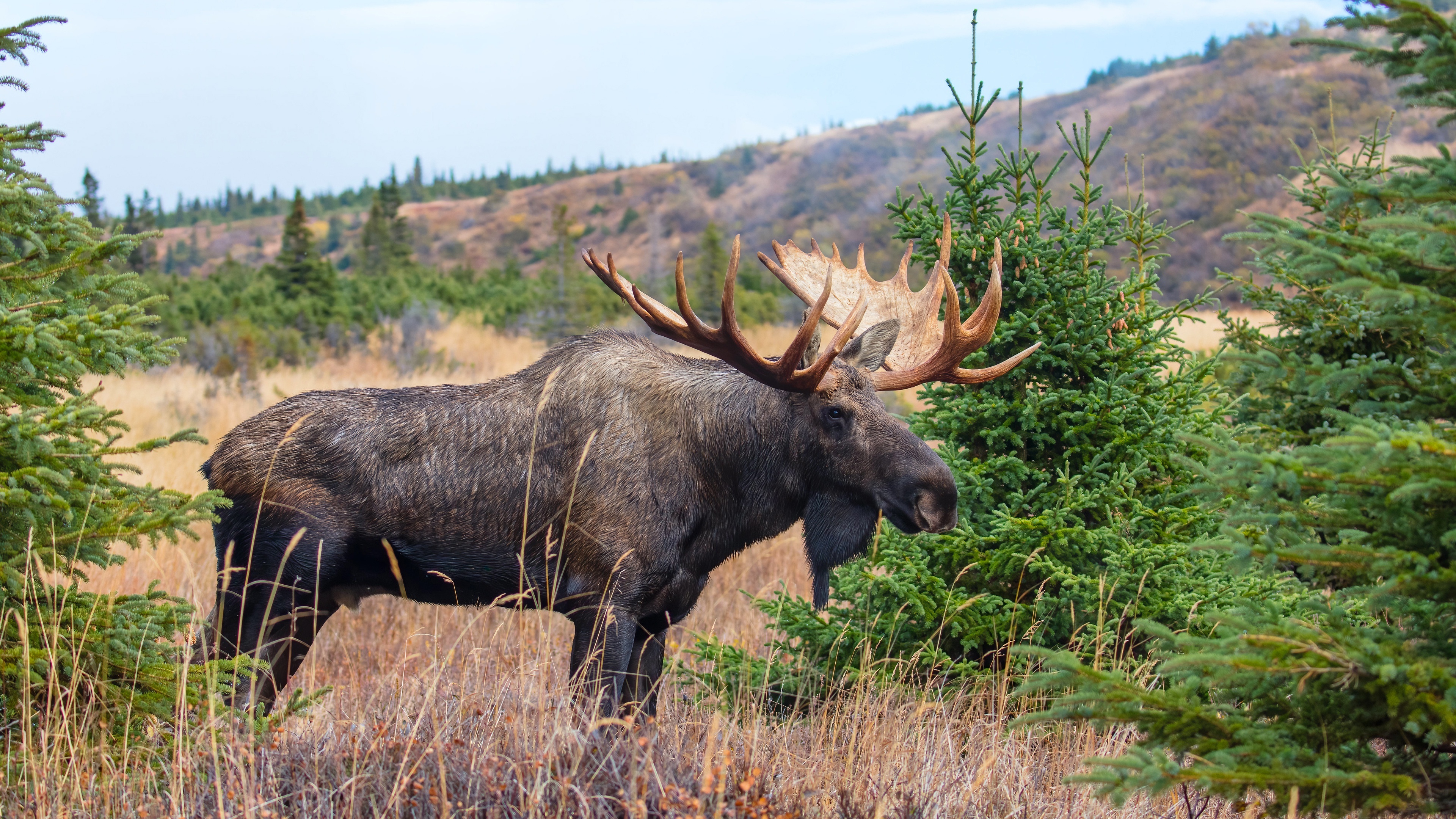 Moose, 4K Ultra marvel, Majestic moose, Nature's grace, 3840x2160 4K Desktop
