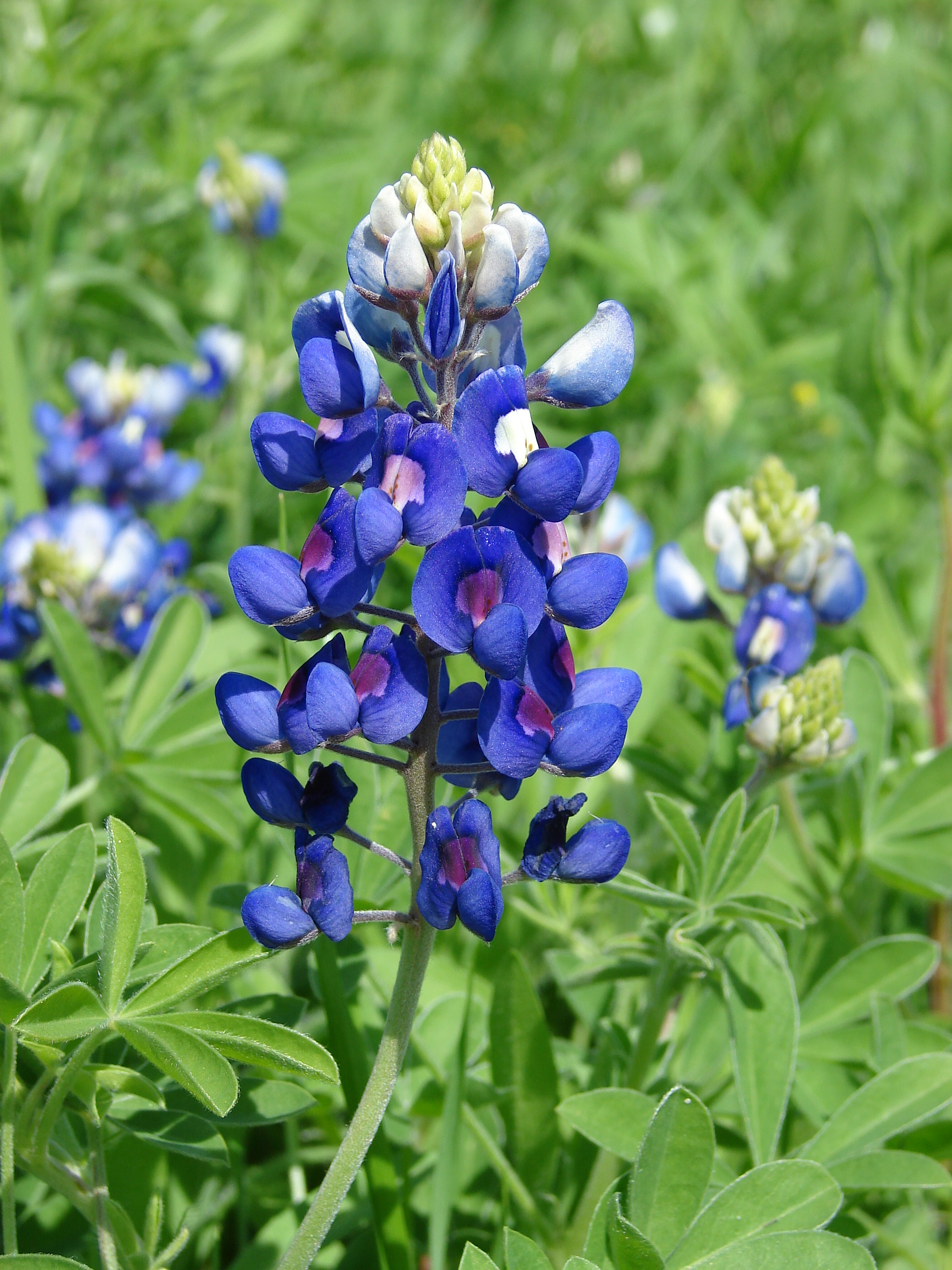 Bluebonnet information, Nature's wonders, Texas wildflowers, Colorful blooms, 2120x2820 HD Phone