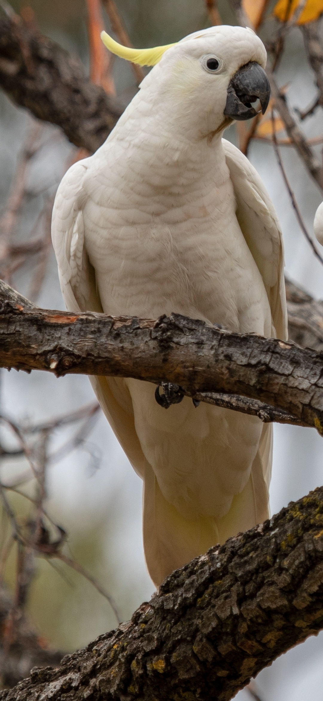 Cockatoo: Sulphur-Crested Bird In Forest On The Tree. 1080x2340 HD Background.