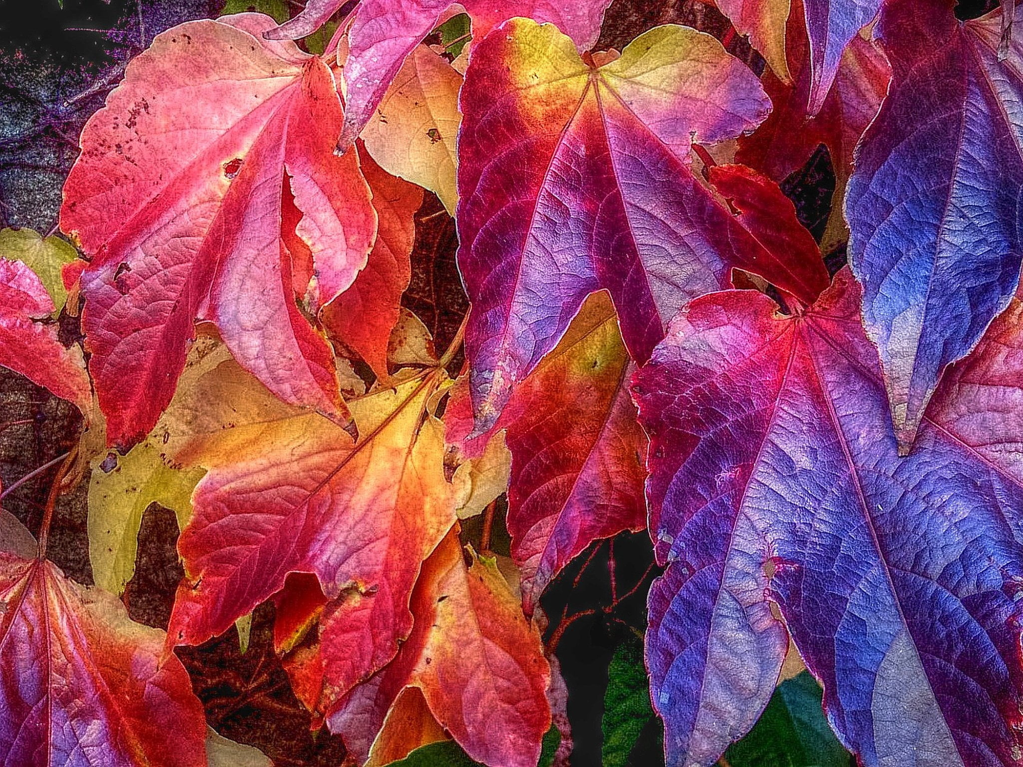 Maple leaf, Nature's beauty, Vibrant colors, Natural texture, 2050x1540 HD Desktop