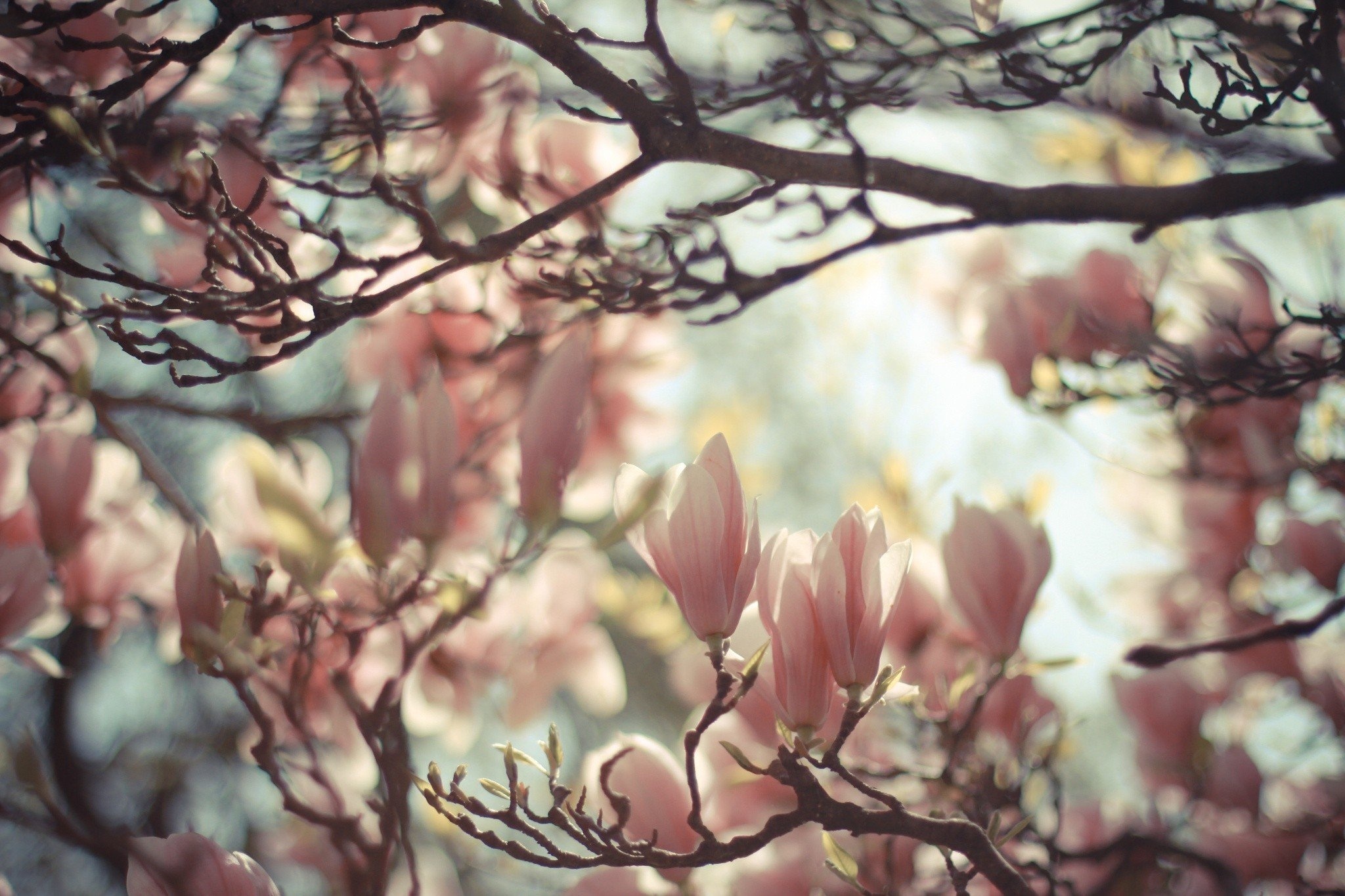 Nature's beauty, Magnolia flora, HD wallpapers, Desktop and mobile, 2050x1370 HD Desktop