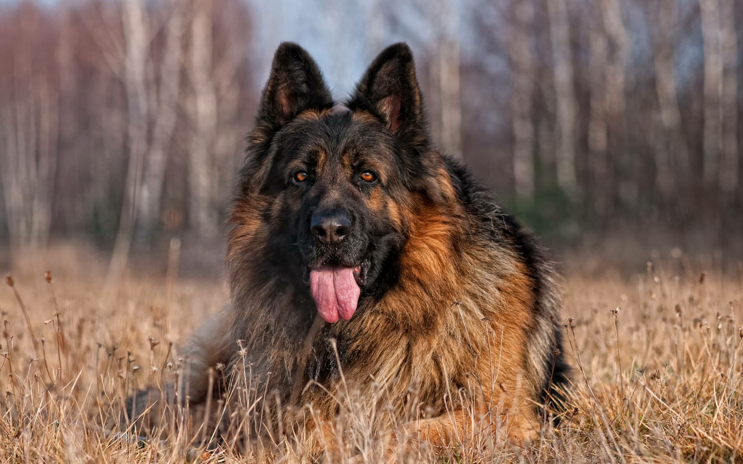 German Shepherd: Takes the second place in a list of breeds most likely to bark as watchdogs. 2560x1600 HD Background.