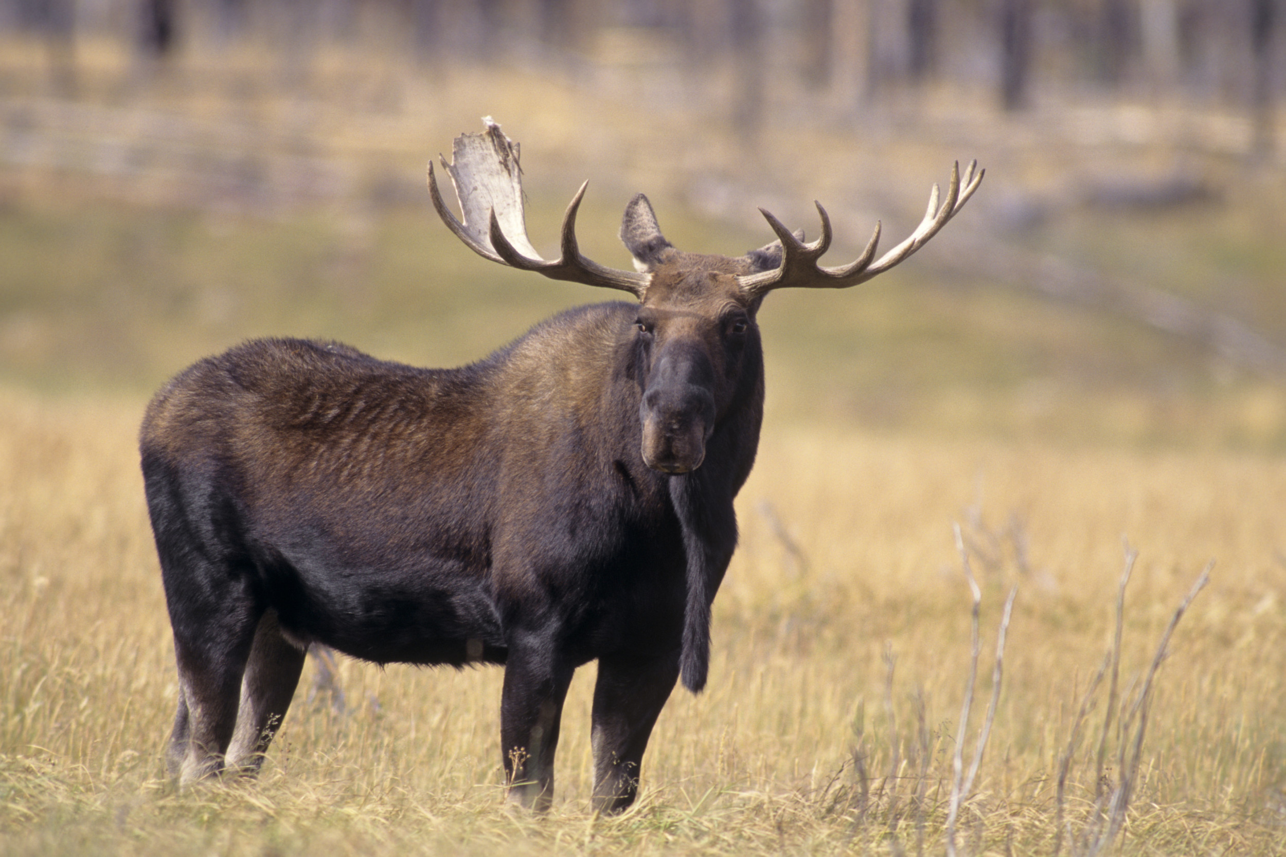 Terrifying encounter, Charging bull moose, Unpredictable wildlife, Escaping danger, 2500x1670 HD Desktop