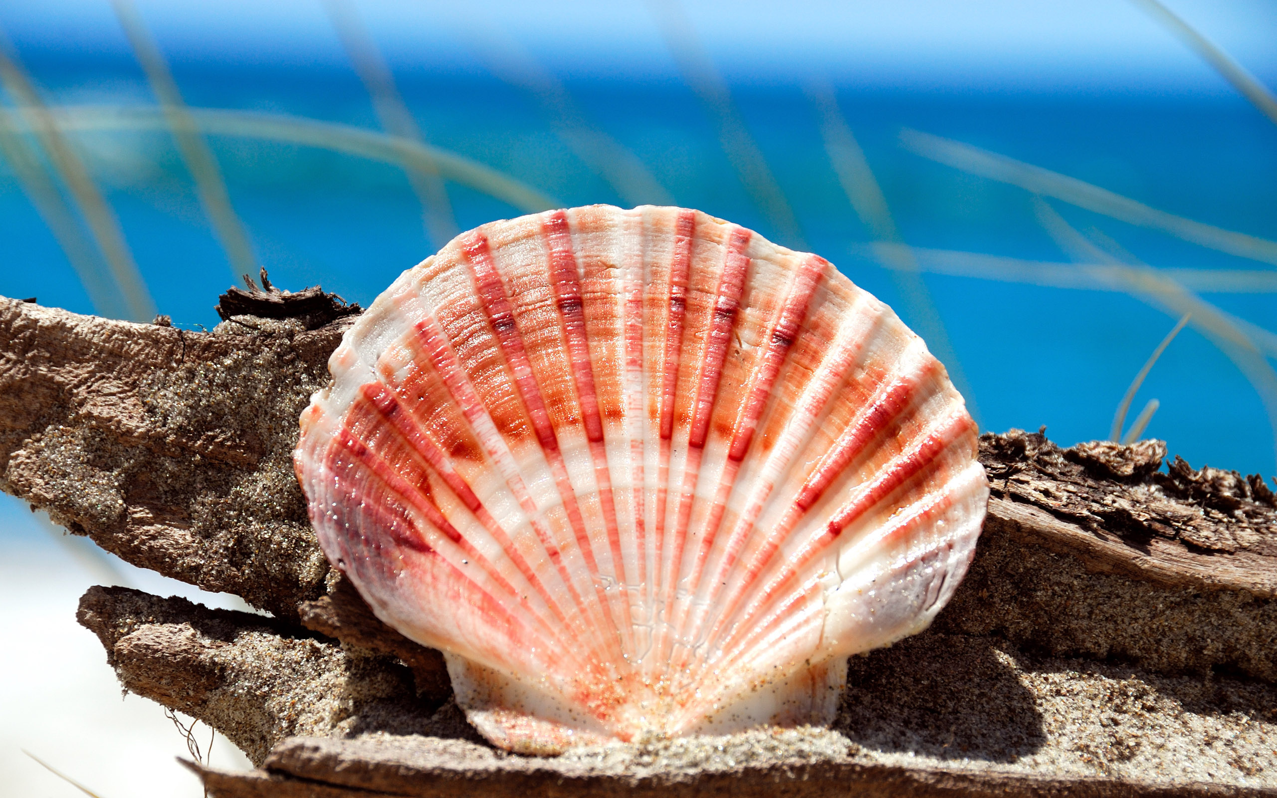 Sea Shell: Native Australians used it to bail out their canoes. 2560x1600 HD Background.