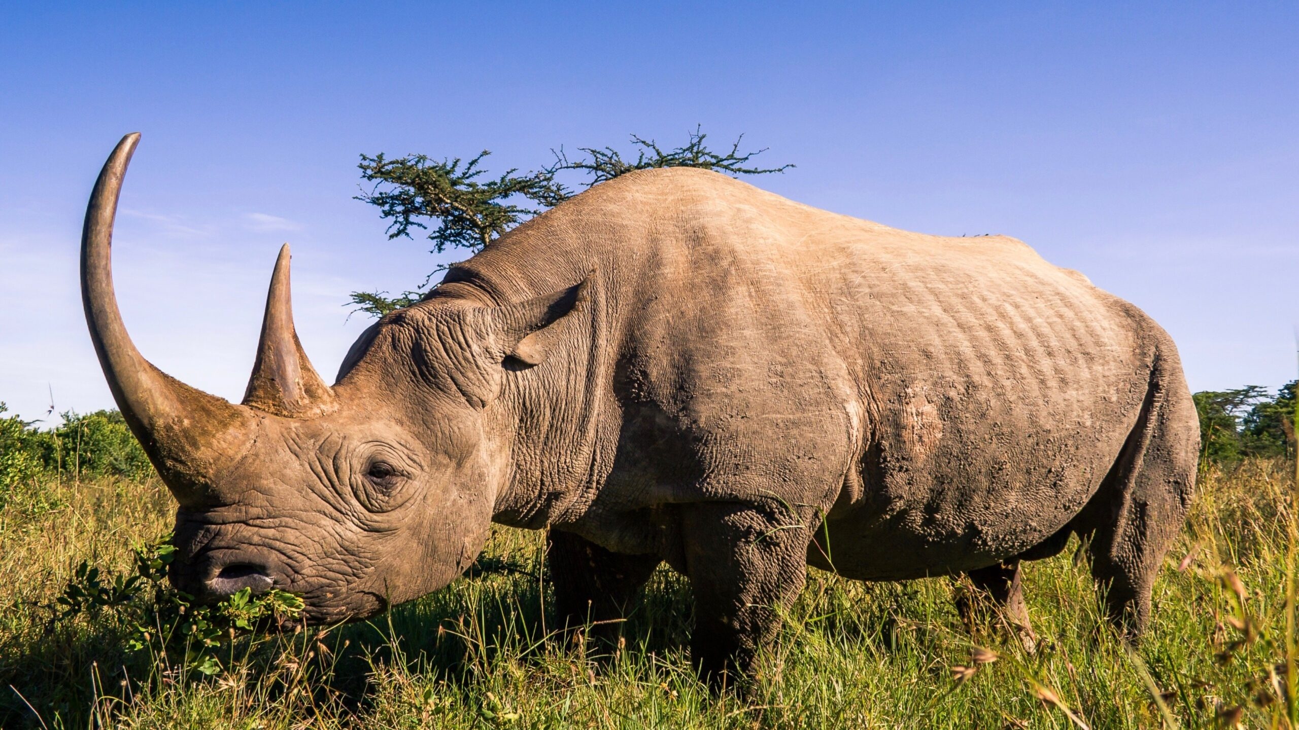 Increasing black rhino population, Positive conservation trends, African rhino population, Ecological achievement, 2560x1440 HD Desktop