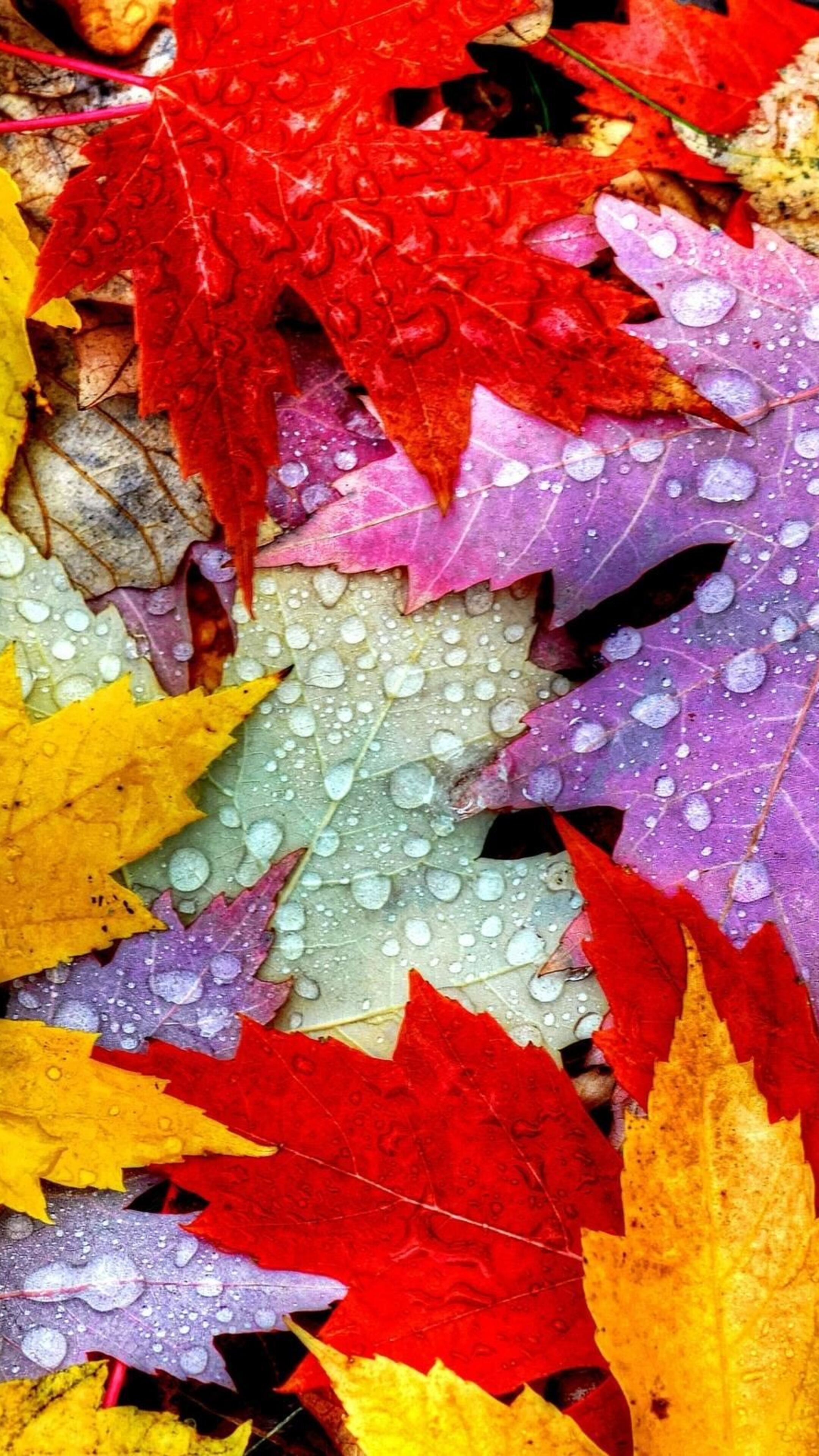 Nature, Autumn leaves, Sony Xperia X XZ Z5 Premium, Vibrant wallpapers, 2160x3840 4K Phone