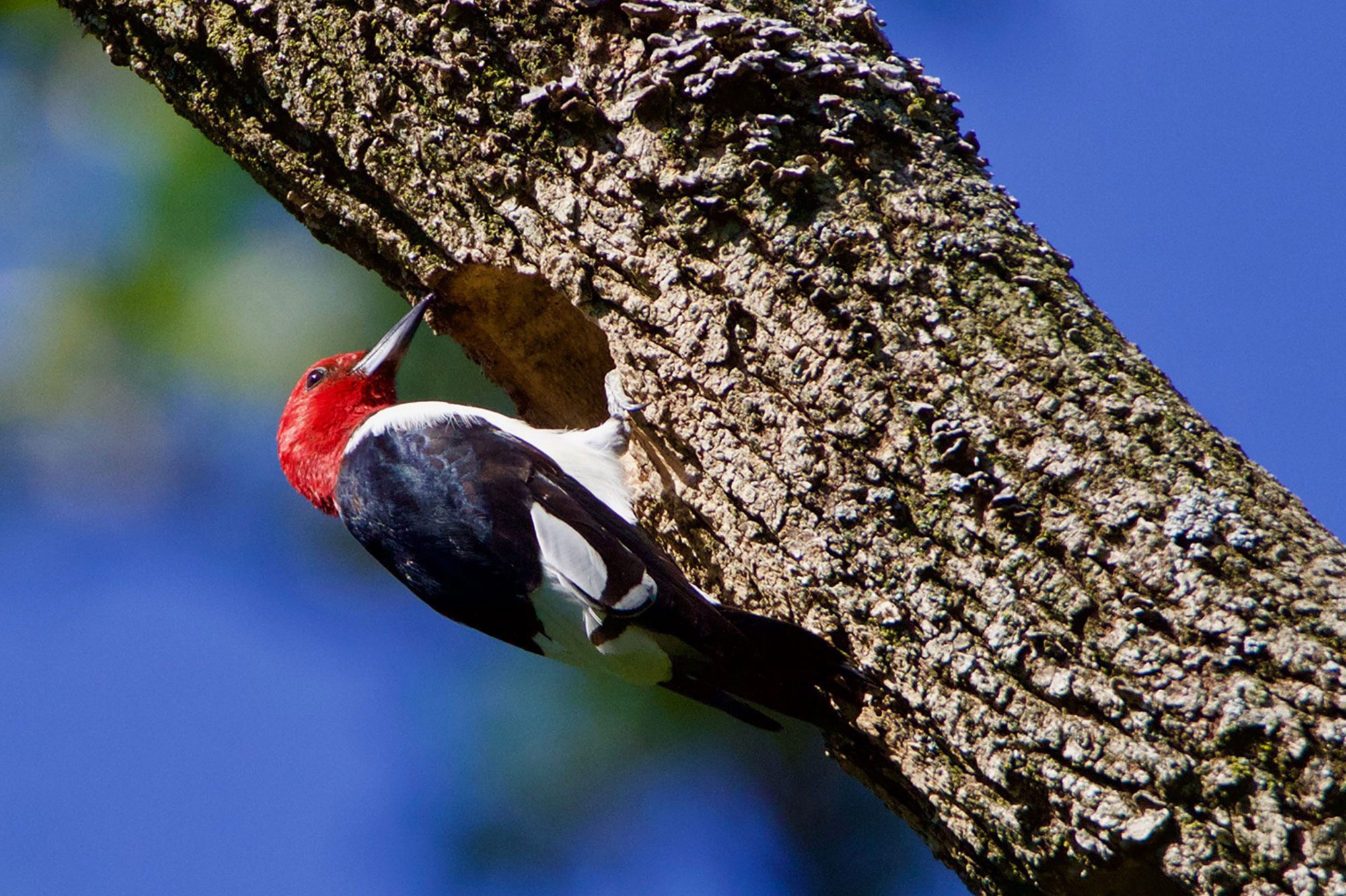 Telltale sights, Sounds of woodpeckers, Nature's presence, Wildlife indications, 2000x1340 HD Desktop