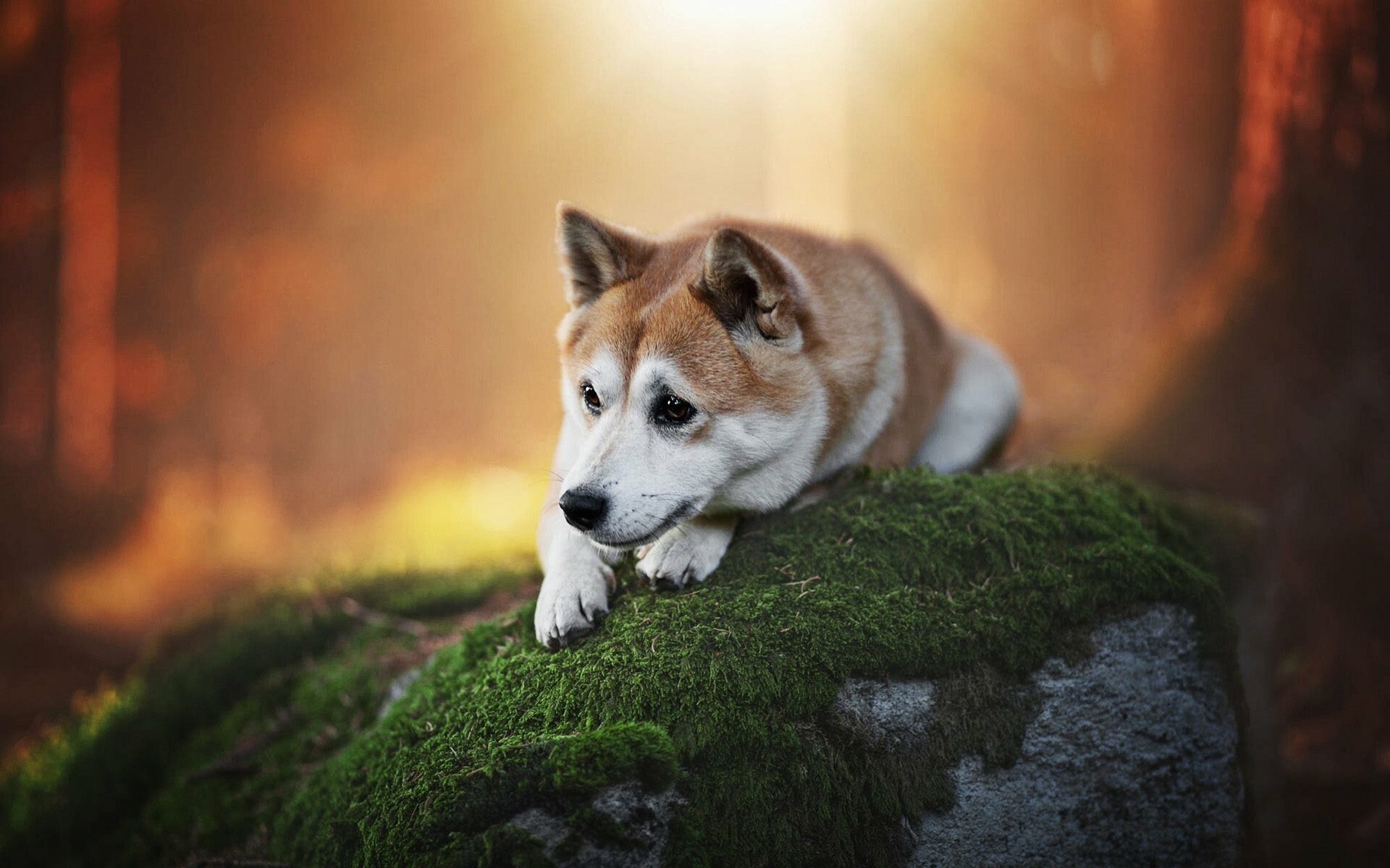 Shiba Inu: Bokeh, Autumn, Sad dog, Forest, Cute pets, Japanese breed. 1920x1200 HD Wallpaper.