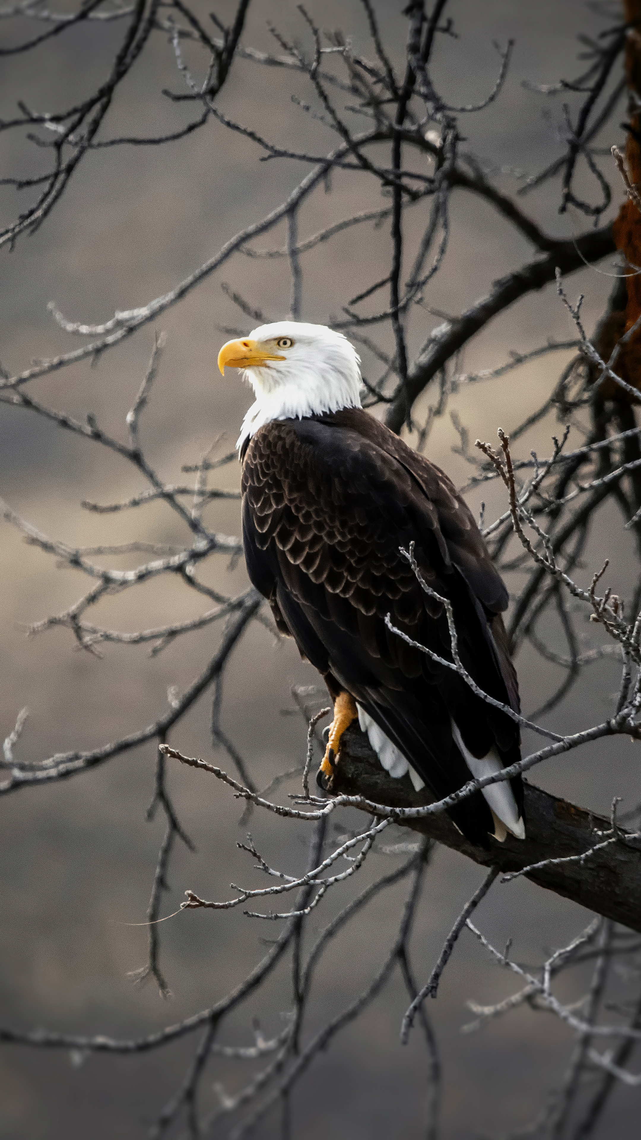 Bald eagle on branch, Brown tree, 2160x3840 4K Phone