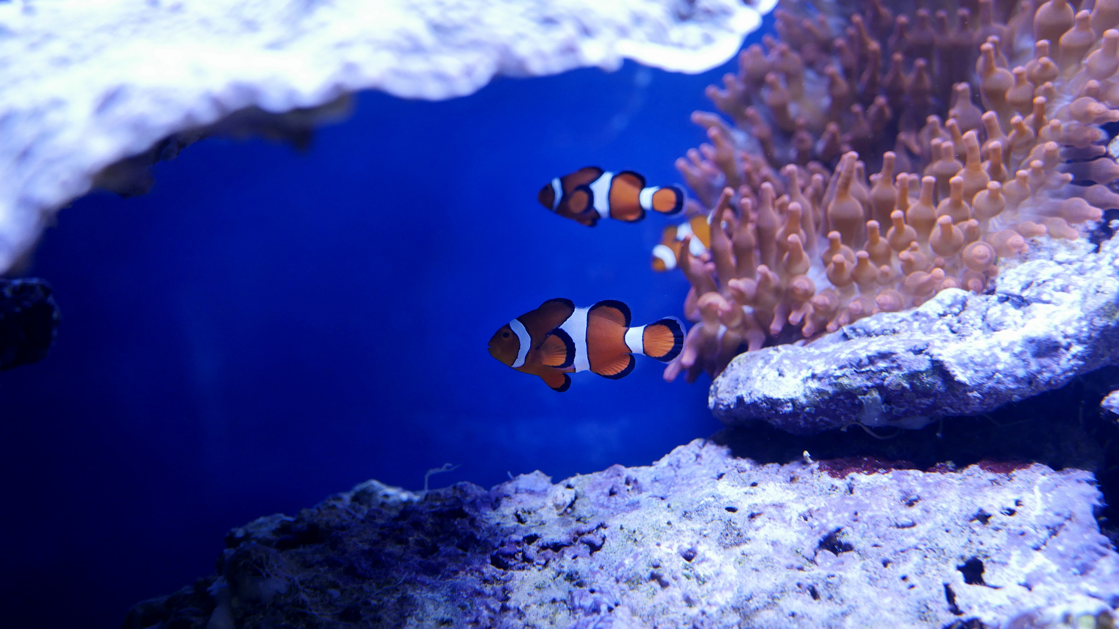 Beautiful sea creatures, Underwater life, Vibrant colors, Marine biodiversity, 3840x2160 4K Desktop