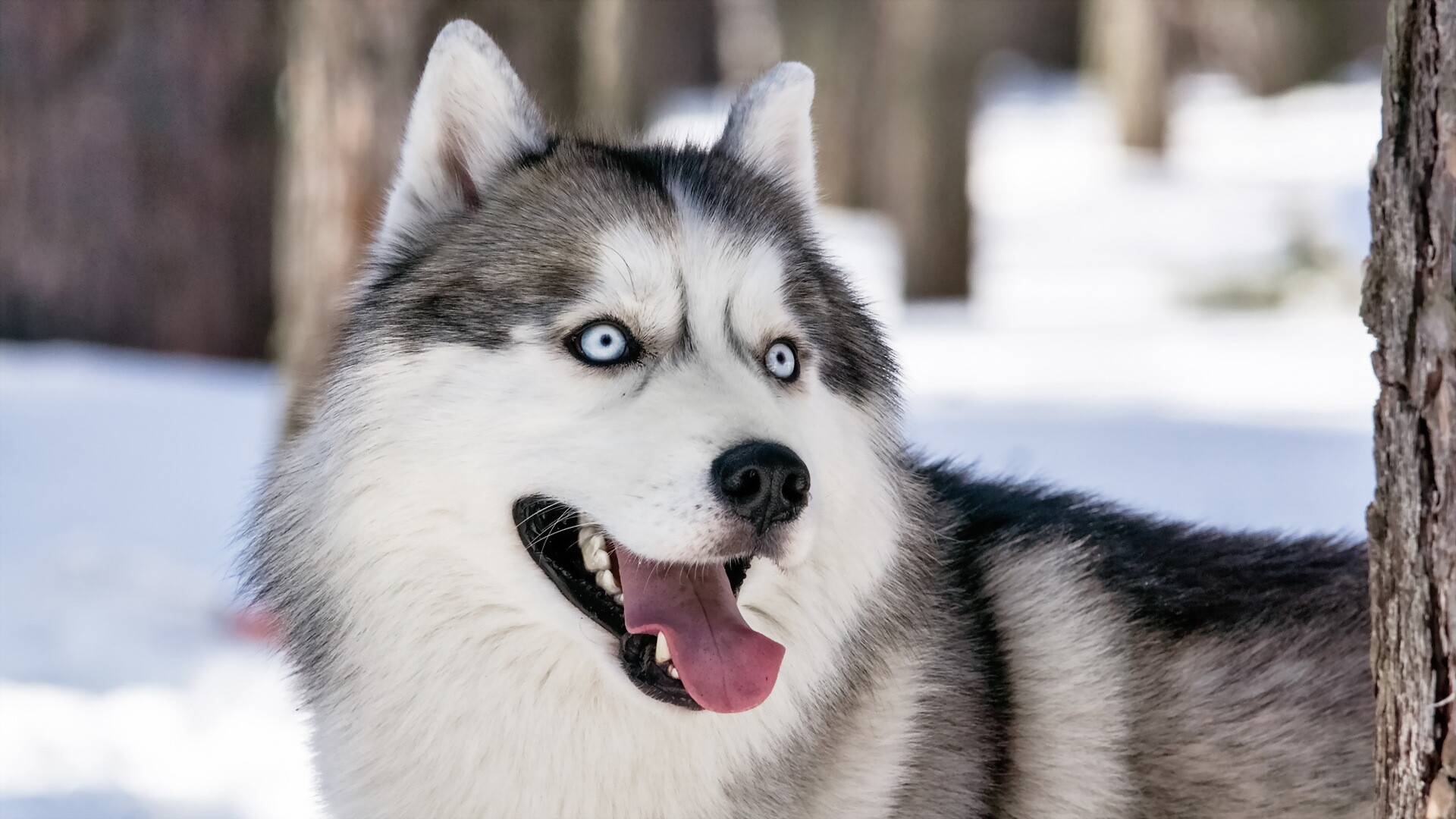Siberian Husky: The breed was recognized by the International Canine Federation in 1966. 1920x1080 Full HD Background.