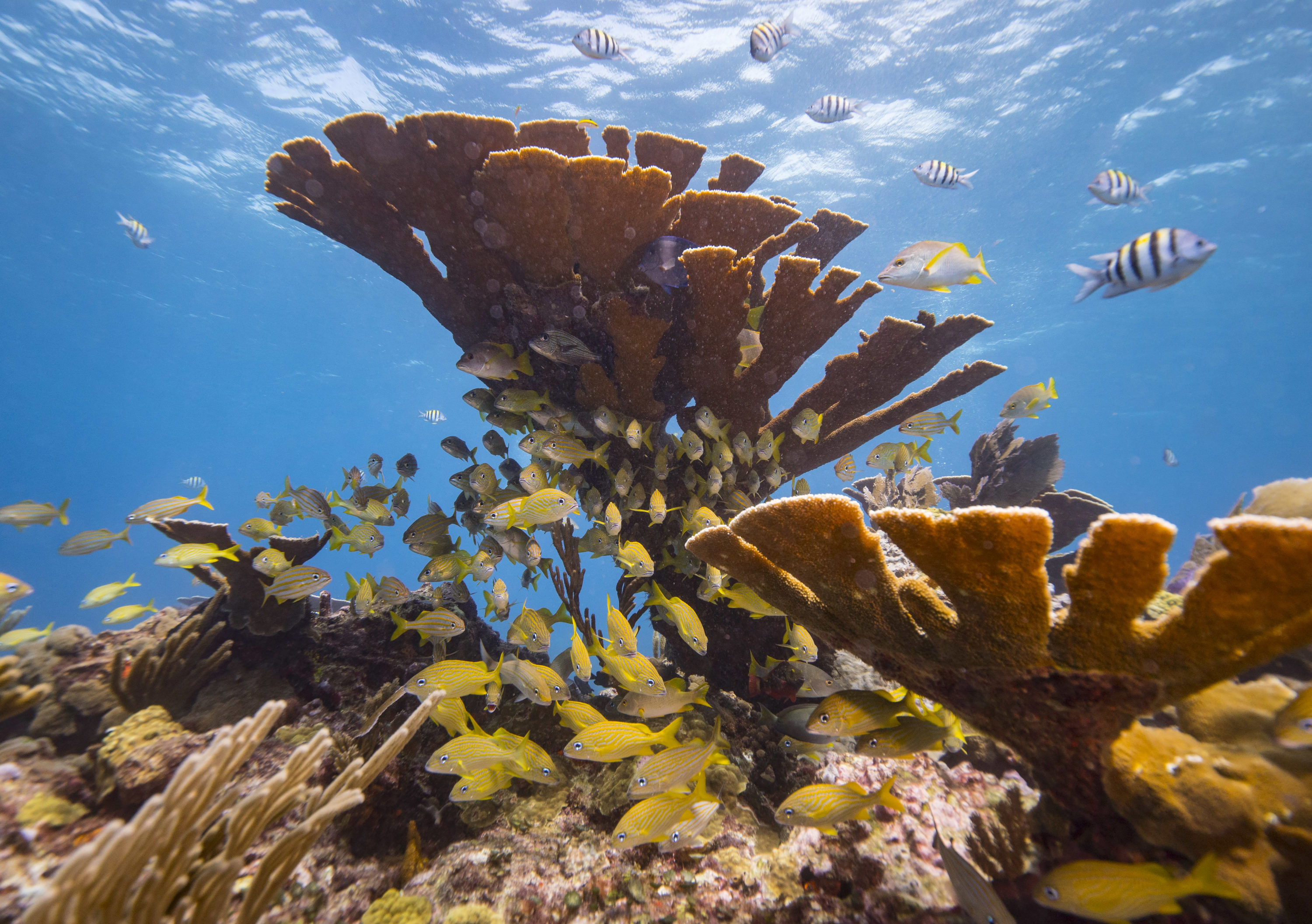 Insurance protecting, Coral reef climate impacts, 3000x2120 HD Desktop