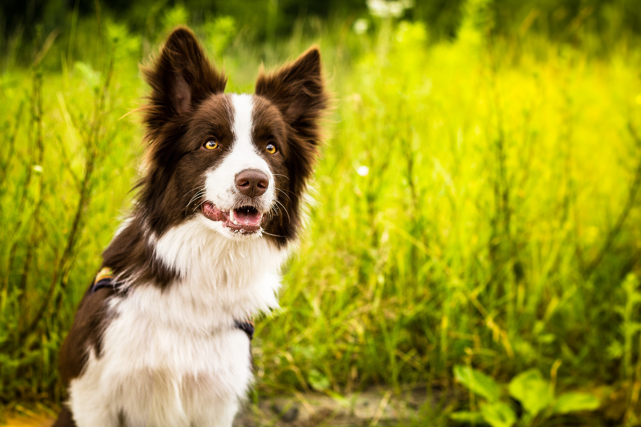 Collie wallpapers, Border Collie beauty, Gentle giant, Toy breed, 2190x1460 HD Desktop