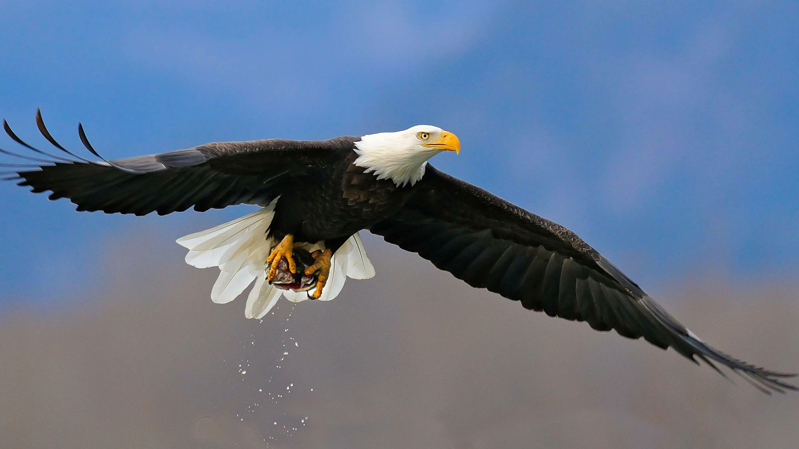 Eagle: Eagles are monogamous, They mate for life and use the same nest each year. 2560x1440 HD Background.
