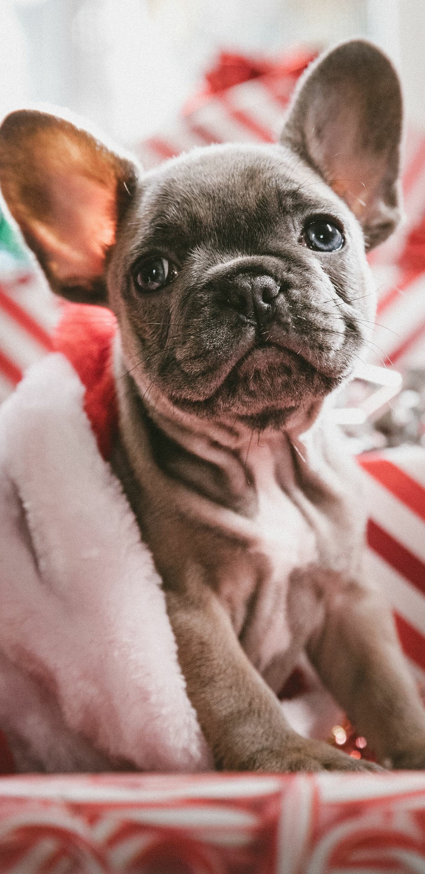 French Bulldog: Christmas puppy, A brachycephalic breed, Companion dog. 1440x2960 HD Wallpaper.