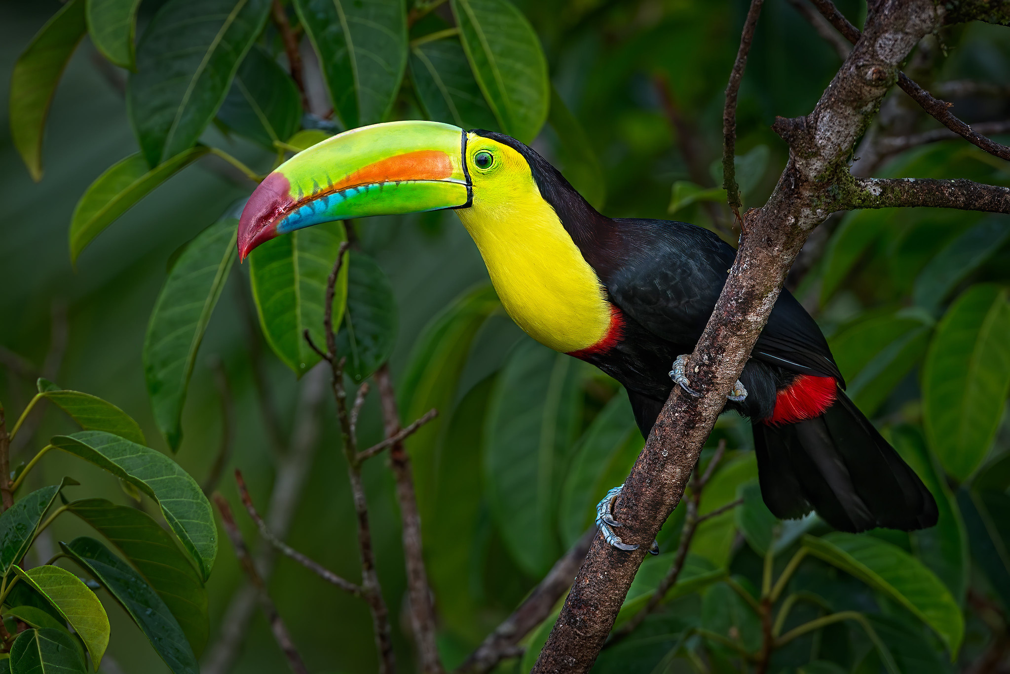 Bird on branch, Keel-billed toucan, Eye-catching image, Wildlife photography, 2050x1370 HD Desktop