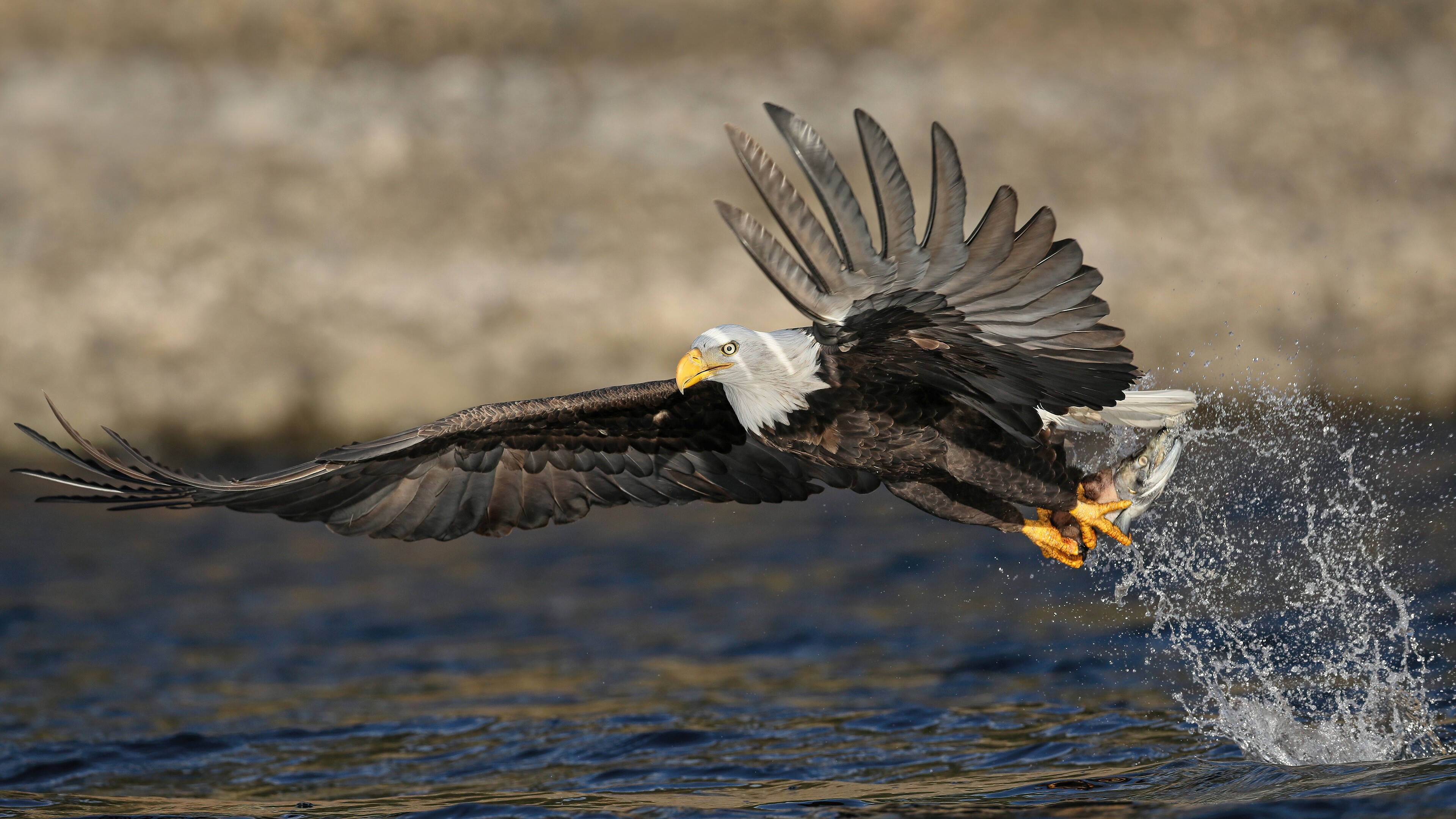 Eagle: Eagles fly during storms and glide from the wind's pressure. 3840x2160 4K Wallpaper.