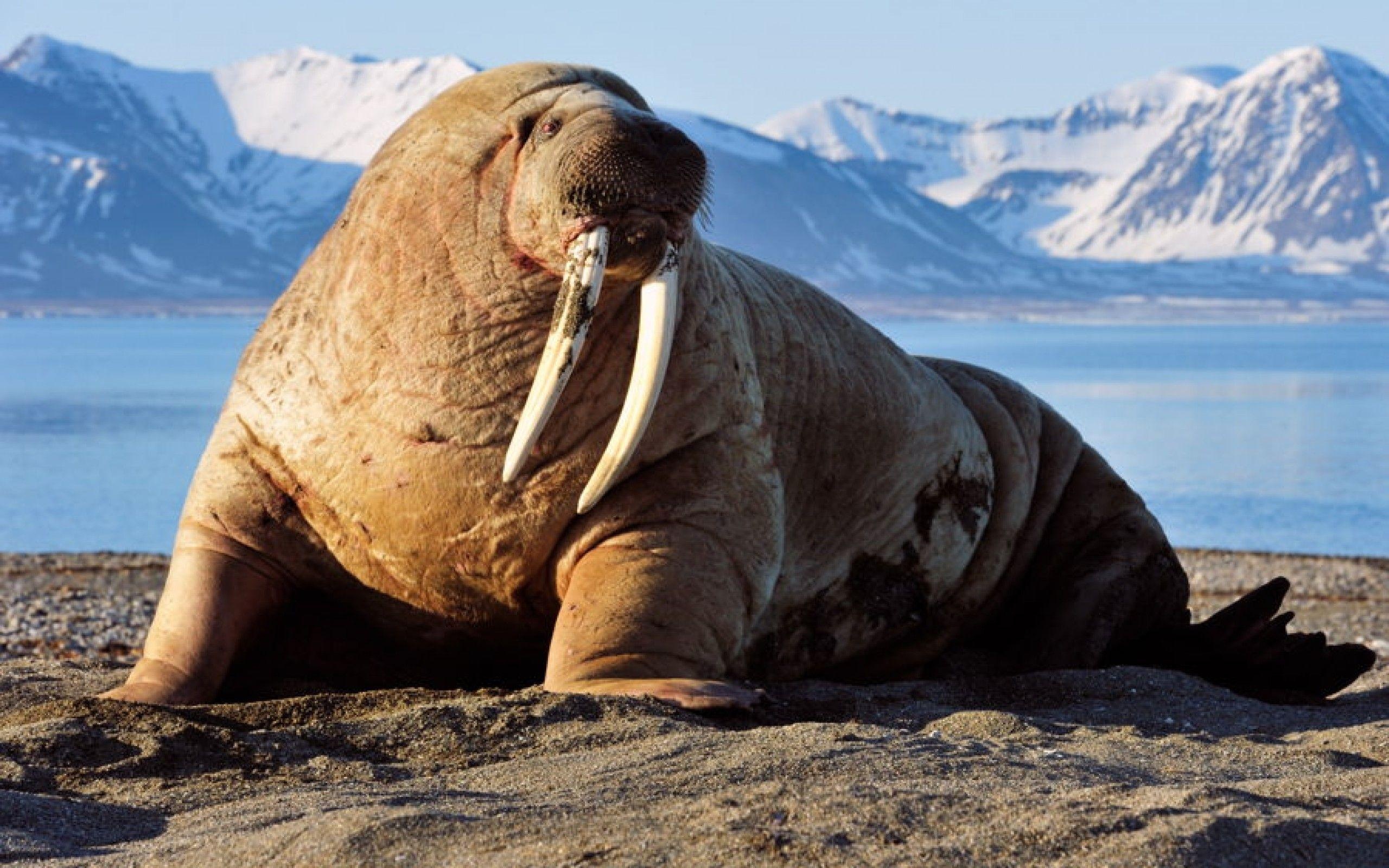 Walrus wallpapers, Marine mammal beauty, Oceanic grace, Amazing backgrounds, 2560x1600 HD Desktop