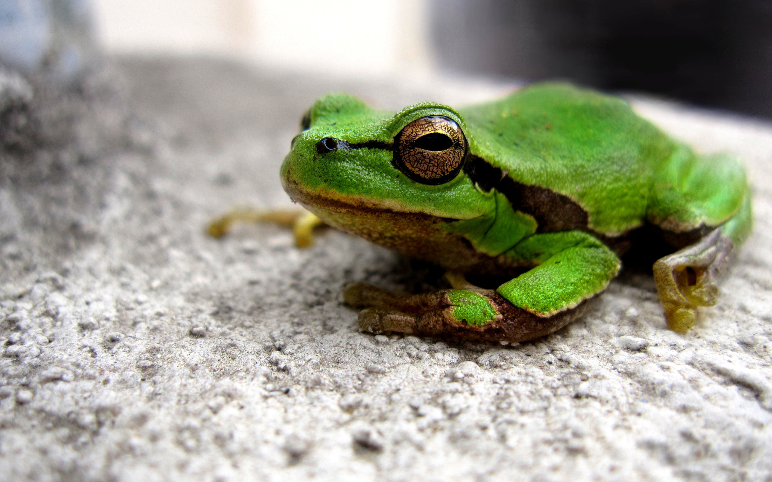 Green frog animal, Free download, Graphic design, Amphibian species, 2560x1600 HD Desktop