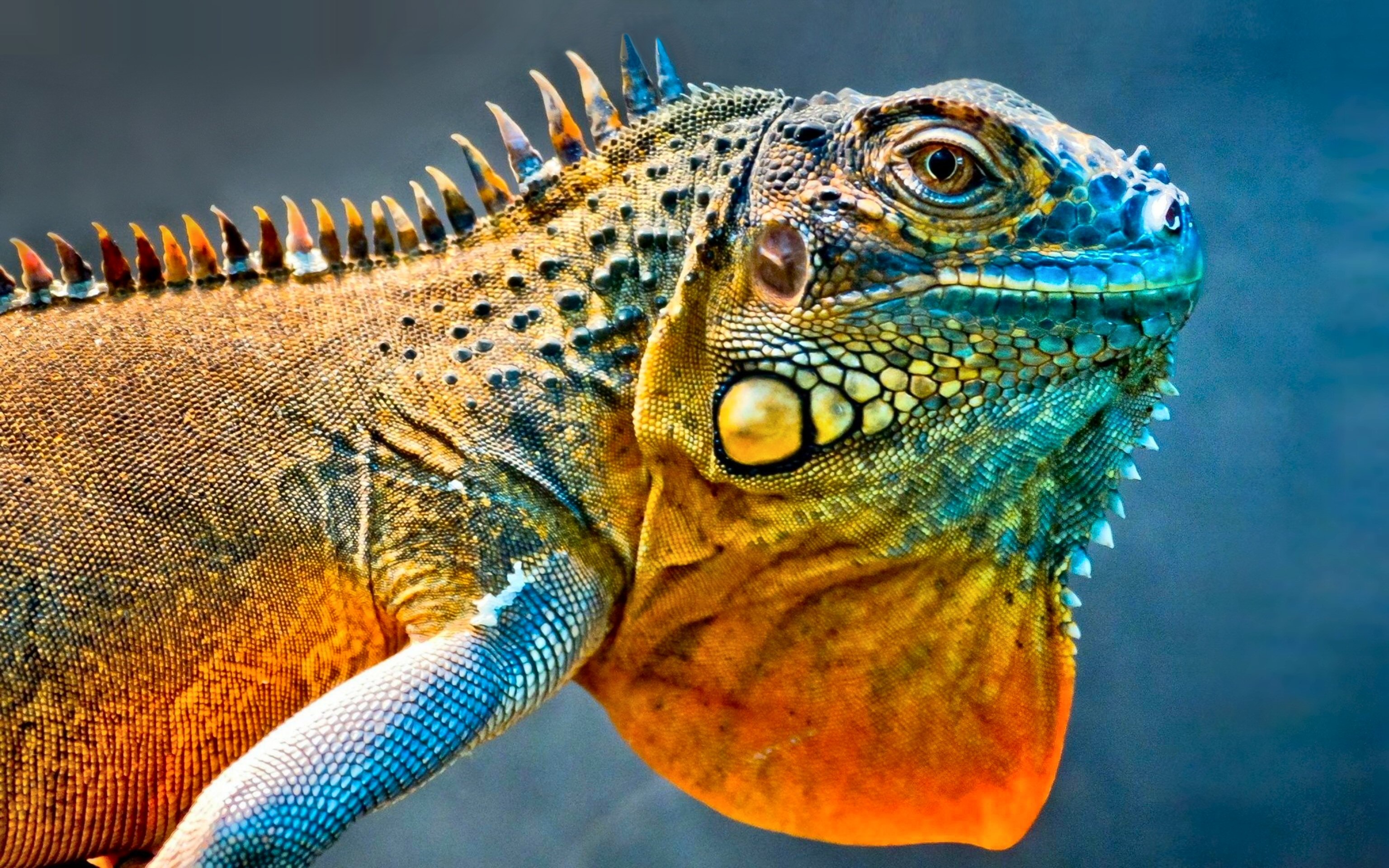 Iguana, HD wallpaper, Detailed texture, Reptile photography, 3080x1920 HD Desktop
