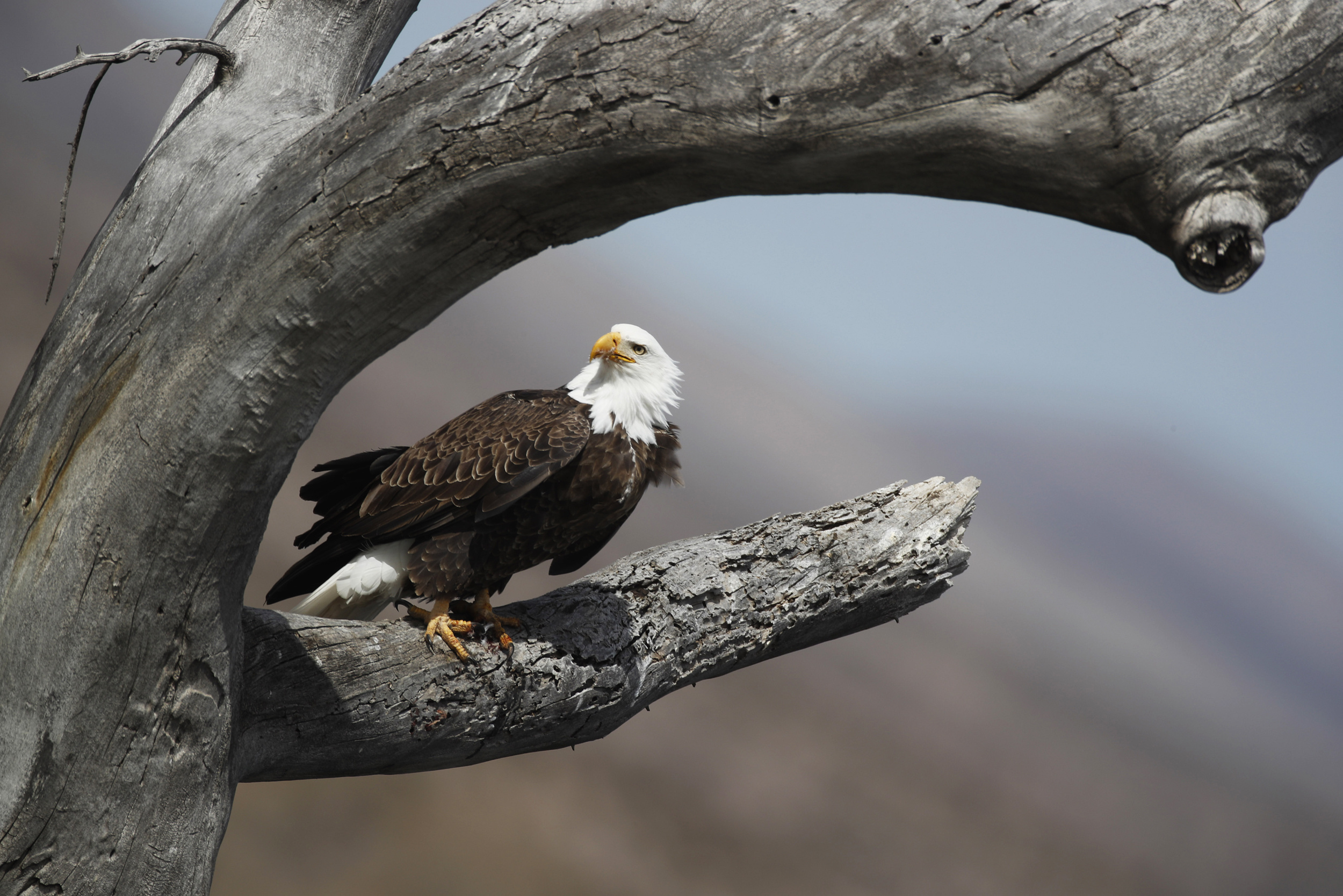 Bald eagle populations, Soaring in lower 48 states, Research findings, Environmental impact, 2500x1670 HD Desktop