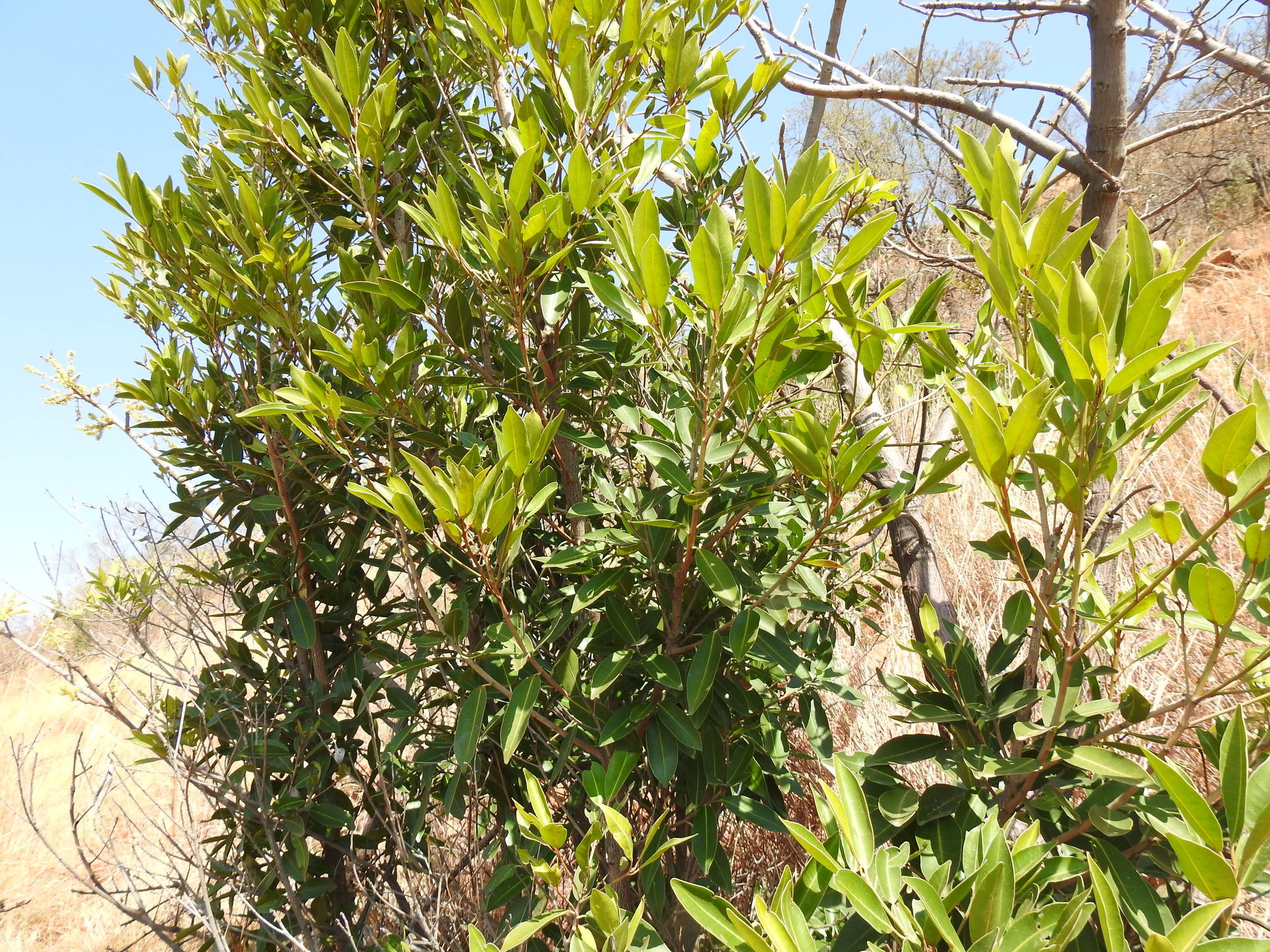 Myrtle Herb, Transvaal red milkwood, Exotic plant, Botanical variety, 2050x1540 HD Desktop