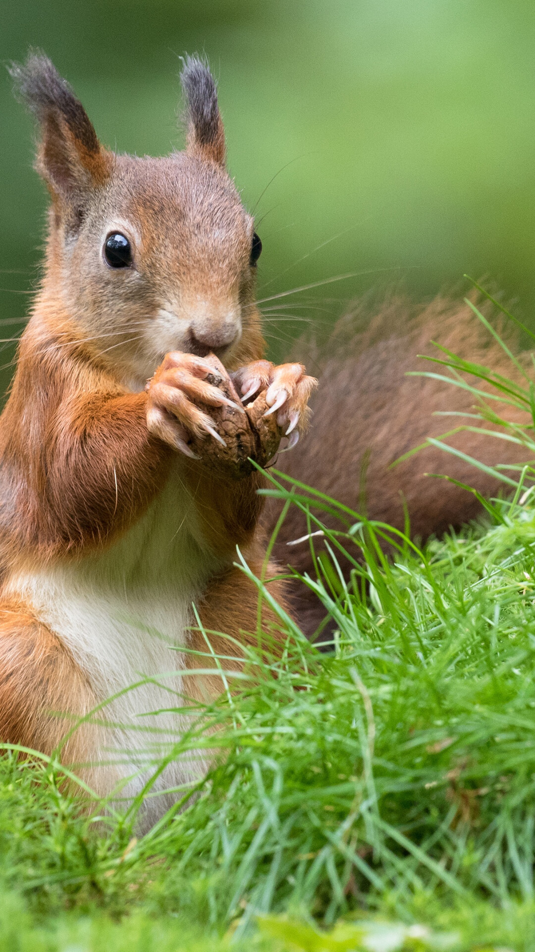 Squirrel: Bushy-tailed rodents, Eat nuts, leaves, roots, seeds, and other plants. 1080x1920 Full HD Background.