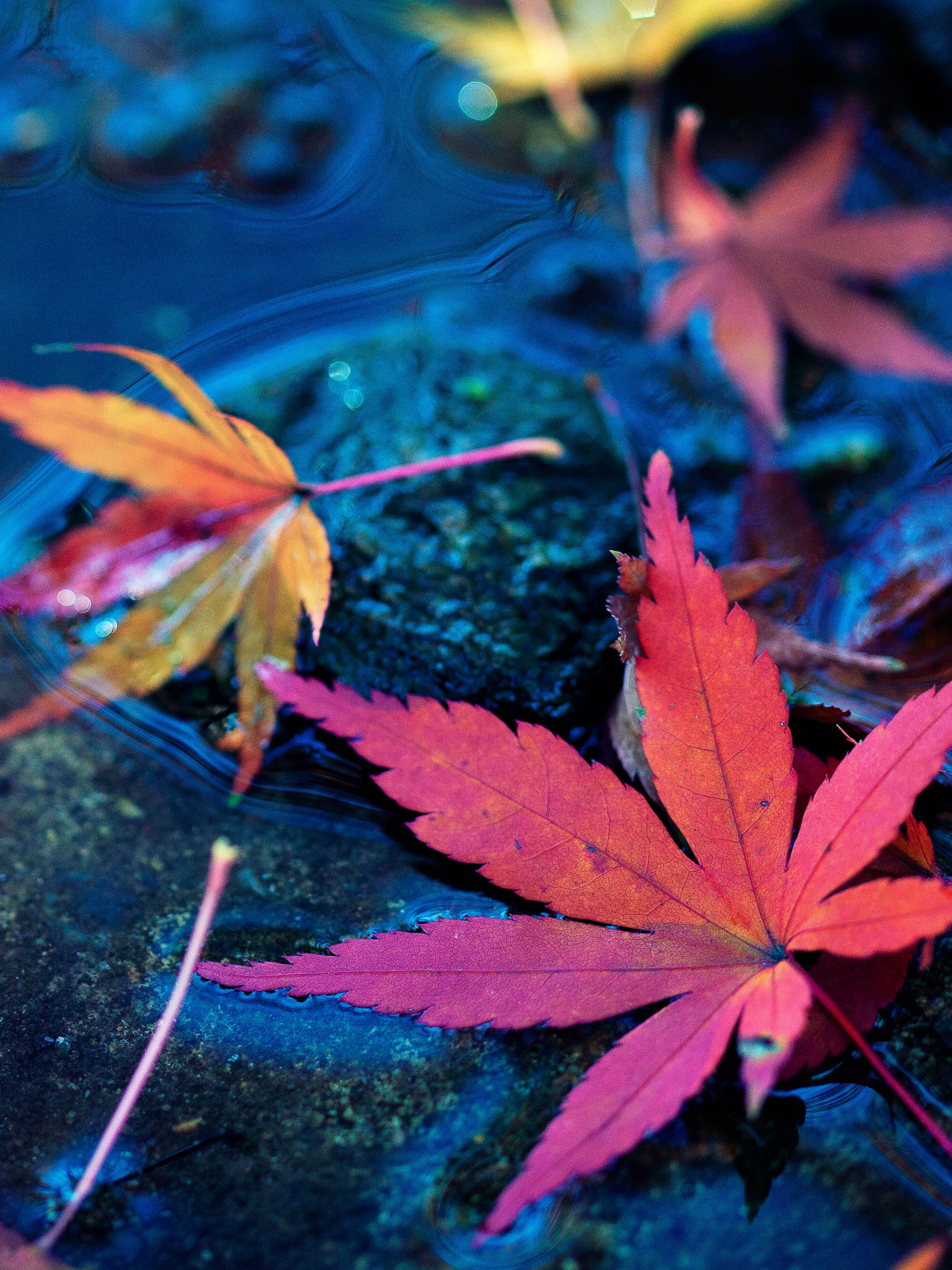 Autumn maple leaves, Water reflections, 4K Ultra HD, Nature's beauty, 2050x2740 HD Phone