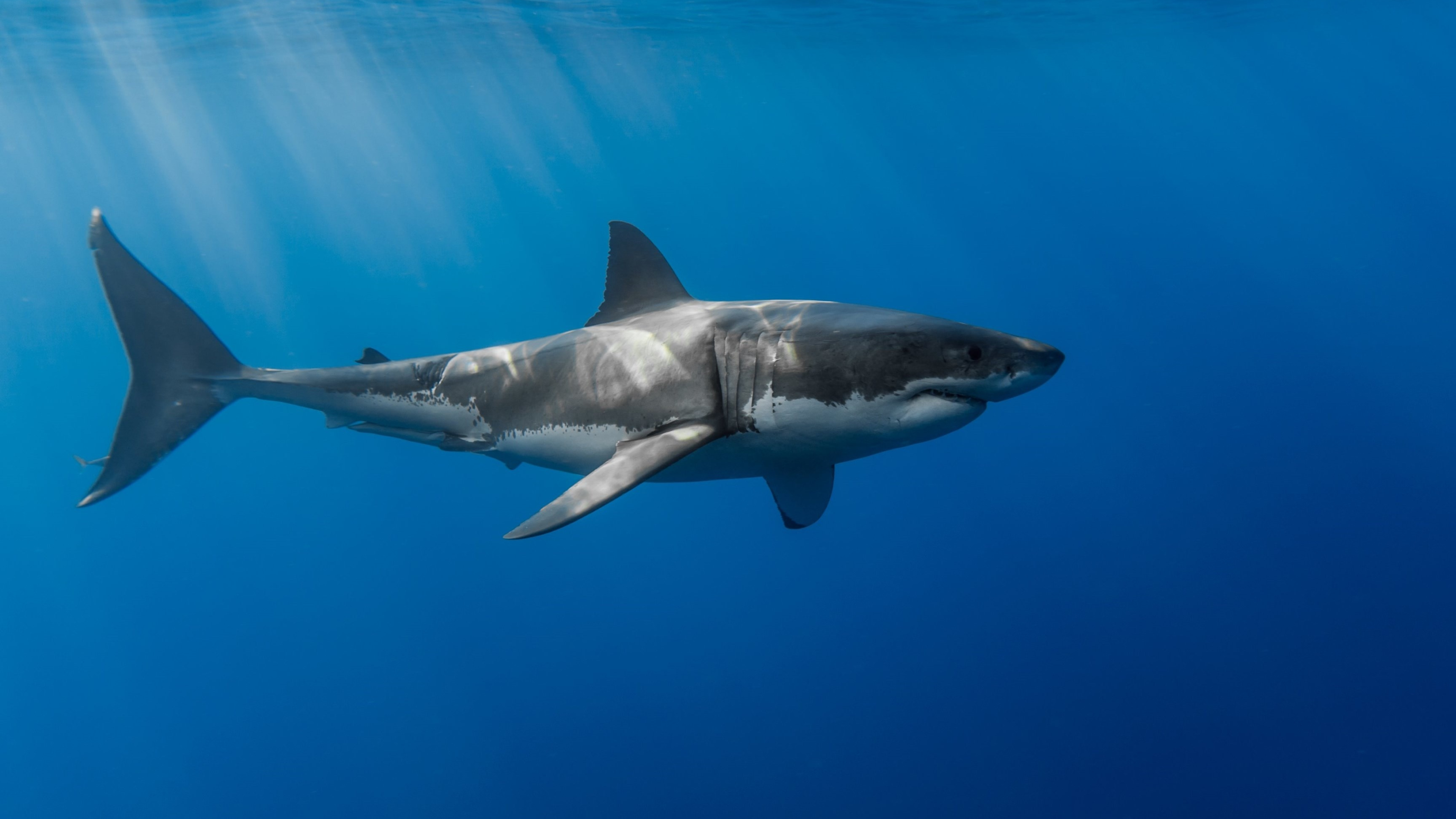 Great White Shark: The white pointer, A species of large mackerel shark that can be found in the coastal surface waters. 3840x2160 4K Background.