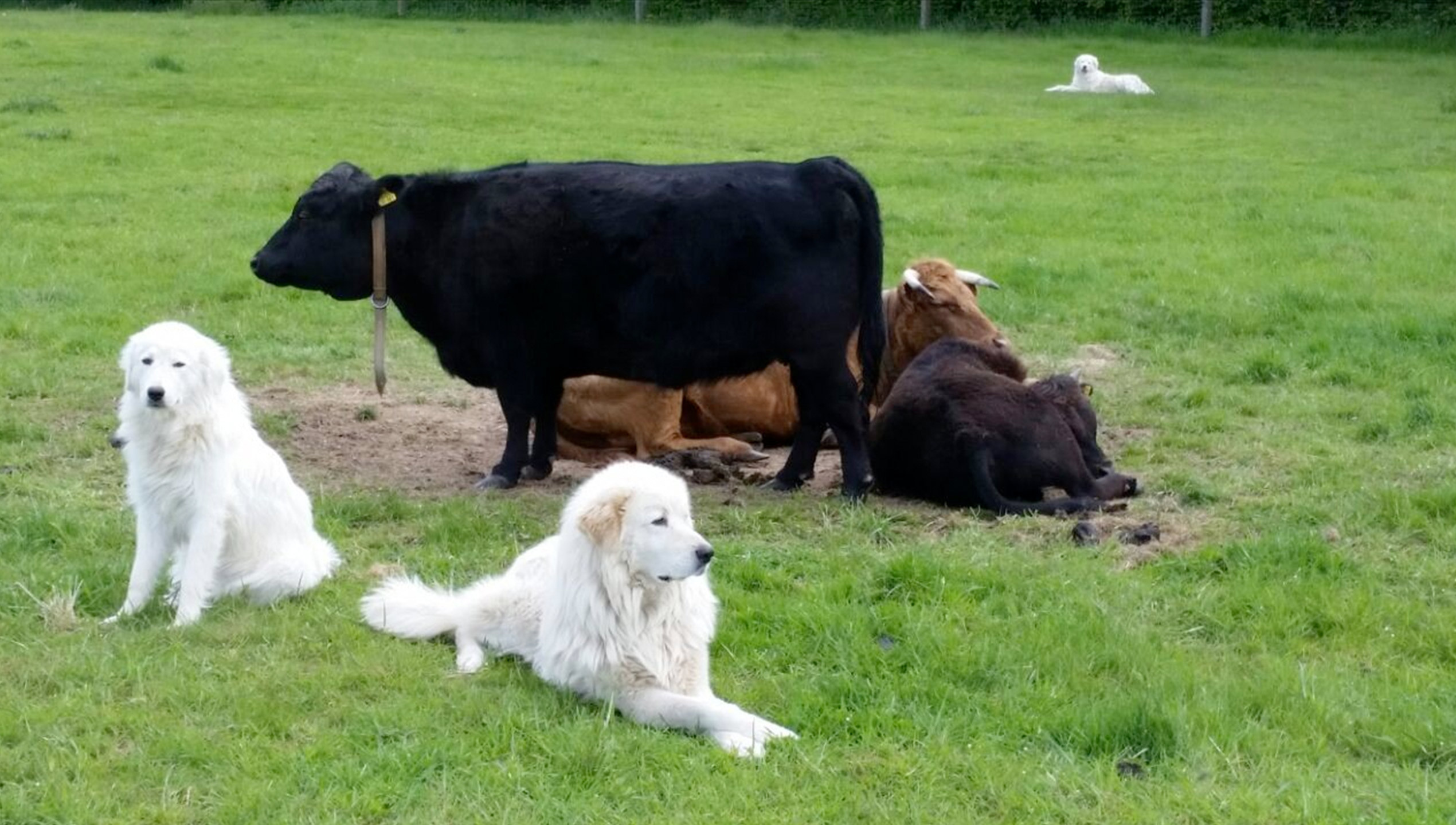 Akbash Dog, Livestock guardian, Herdenschutzhund, Ag herdenschutzhunde, 2540x1440 HD Desktop